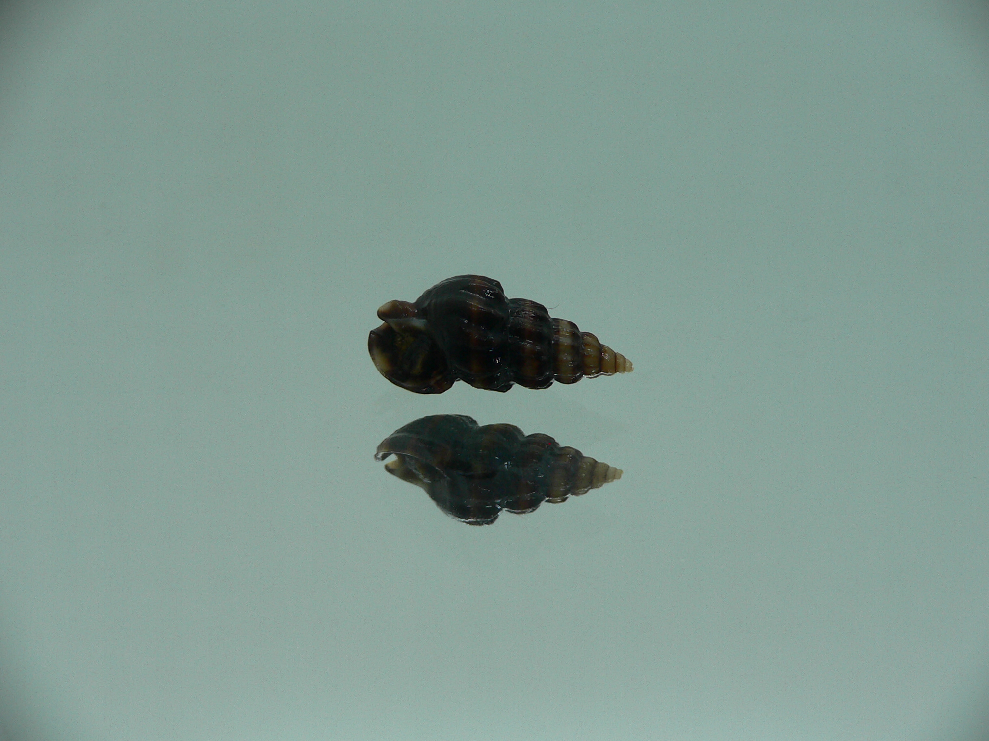 Nassarius japonicus BLACK GIANT