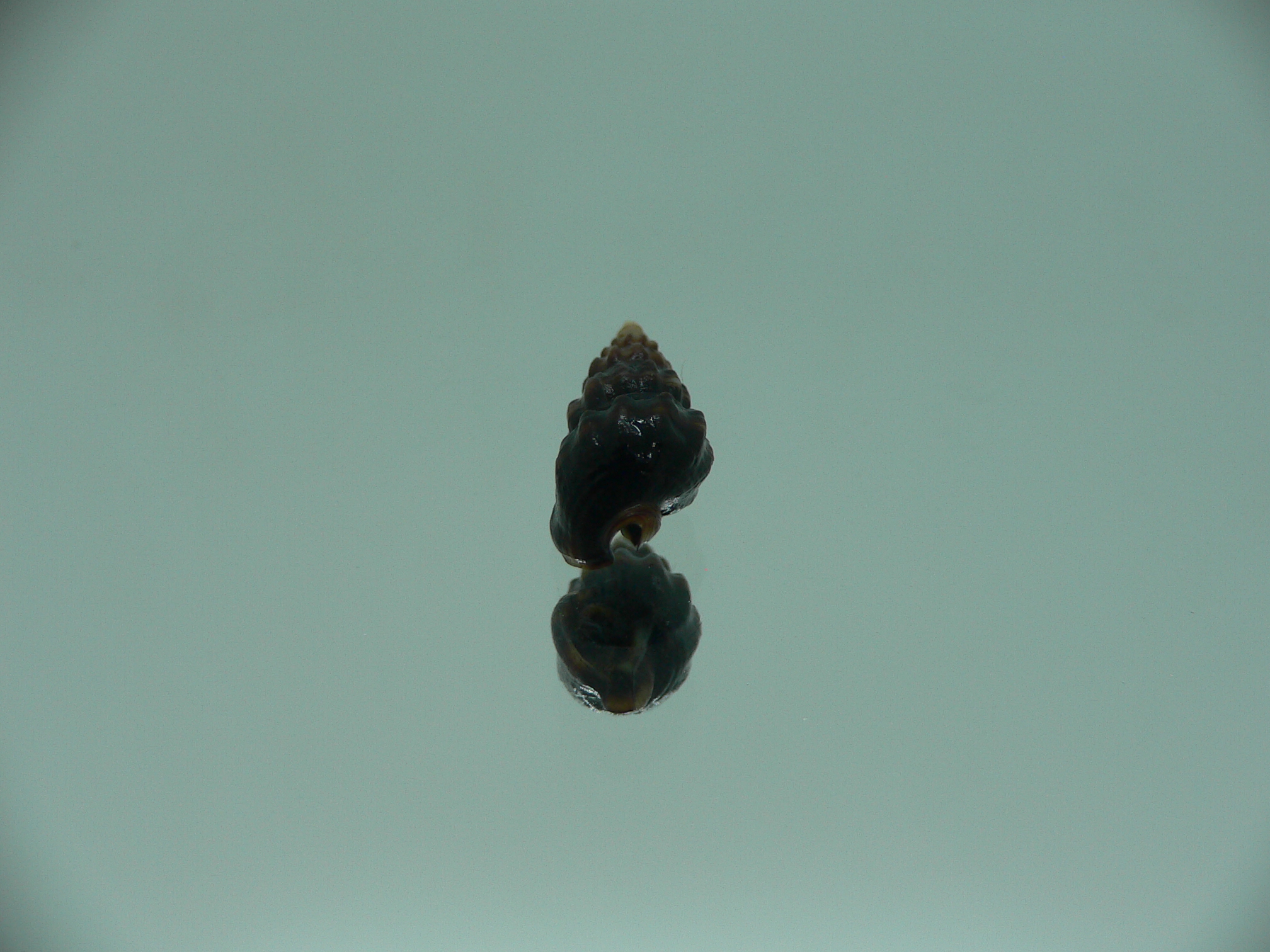 Nassarius japonicus BLACK GIANT