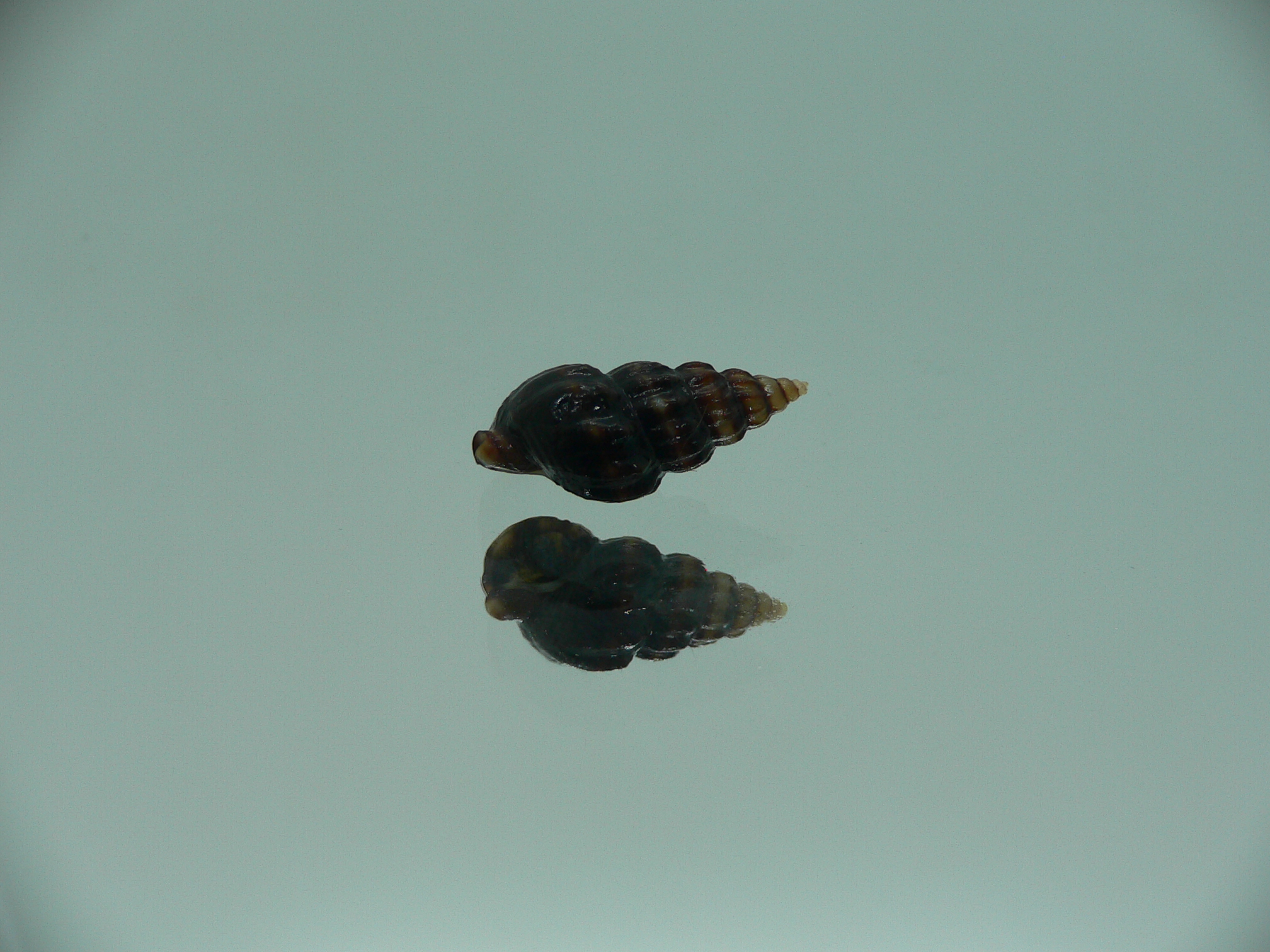 Nassarius japonicus BLACK GIANT