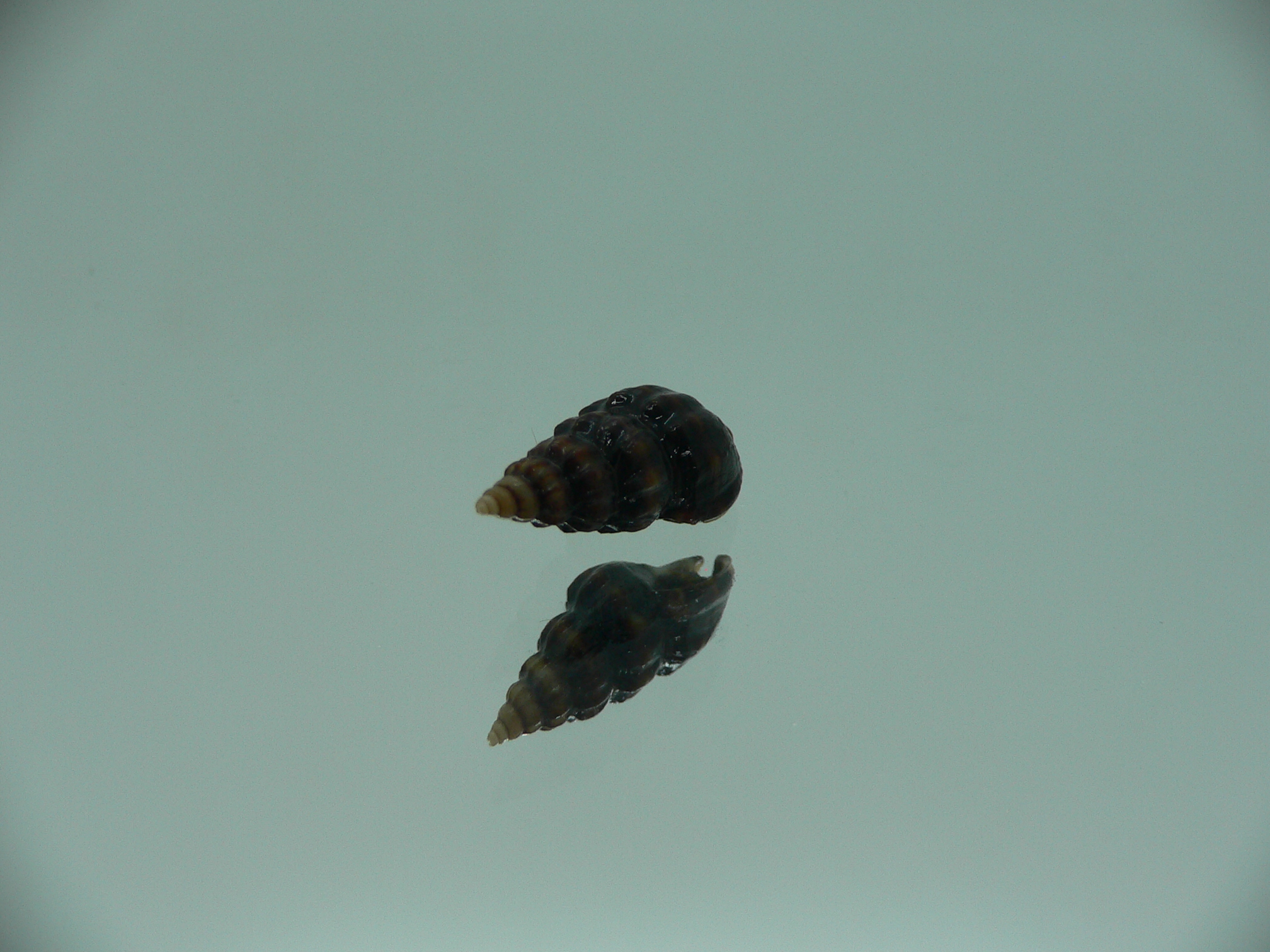 Nassarius japonicus BLACK GIANT