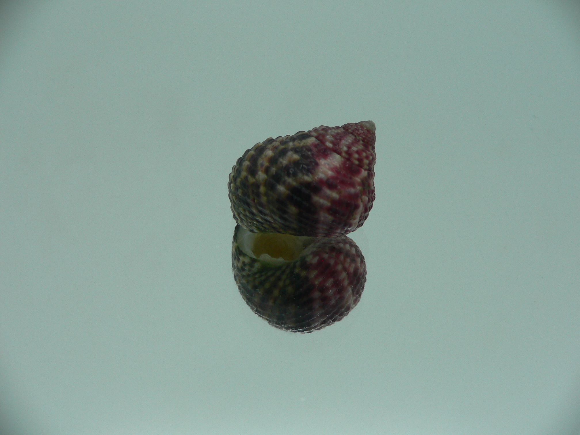 Monodonta labio labio DARK LILAC