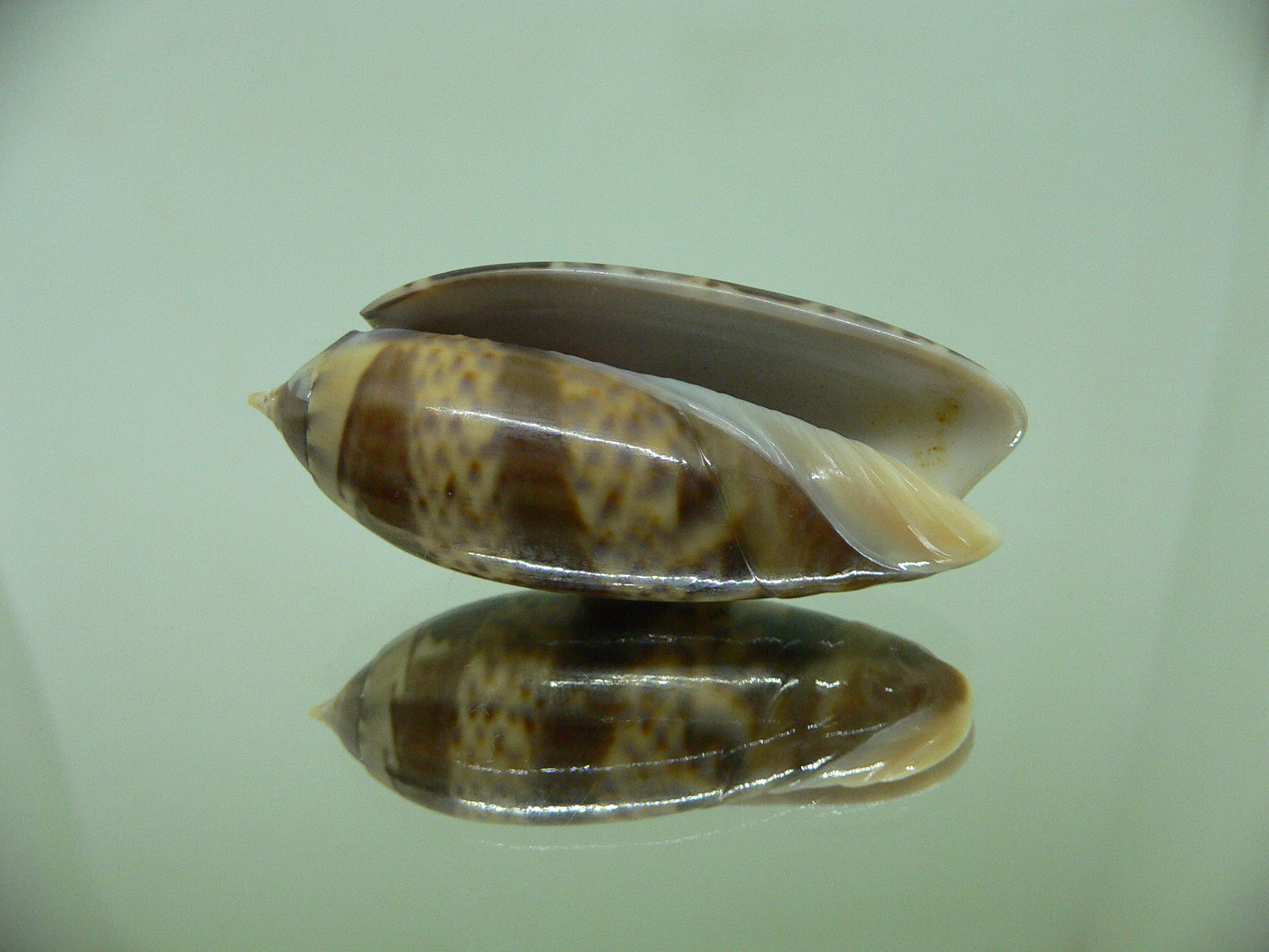 Oliva irisans kremerorum