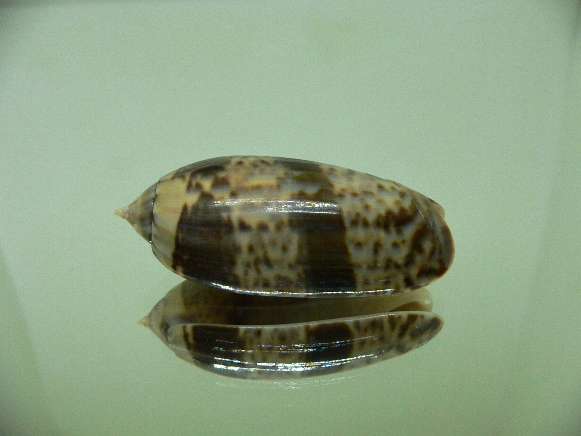 Oliva irisans kremerorum