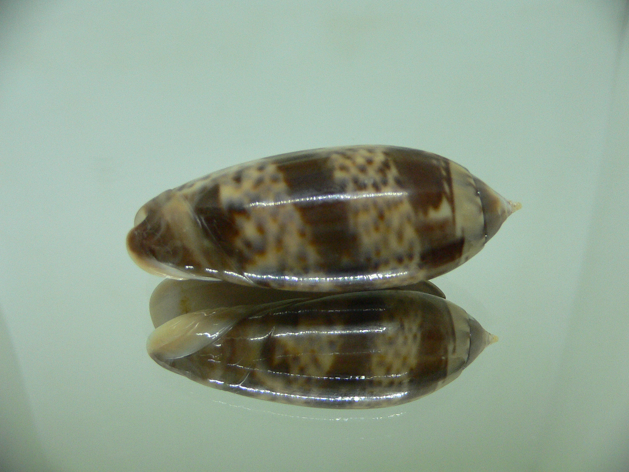 Oliva irisans kremerorum