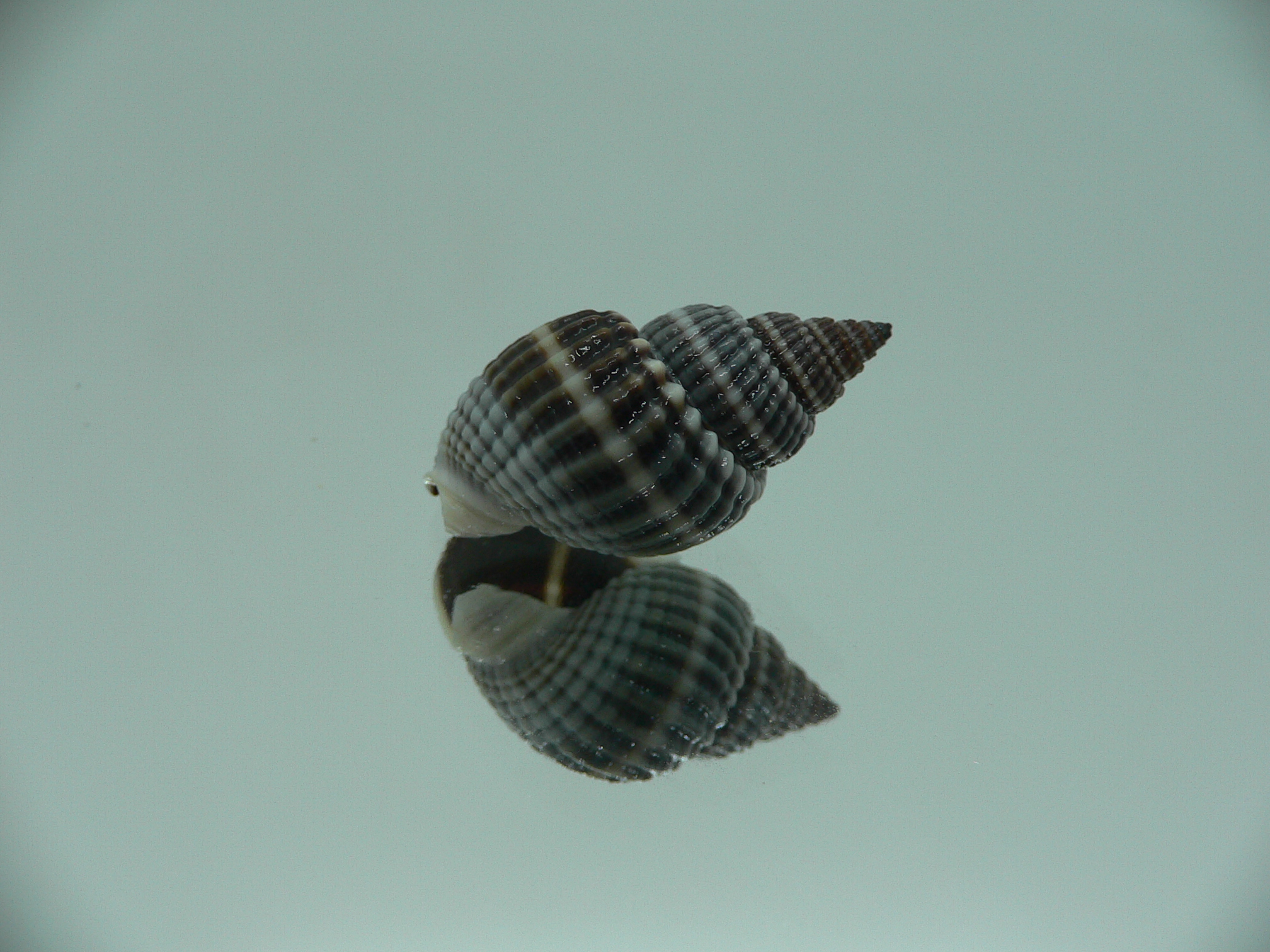 Nassarius livescens DARK & SUPER