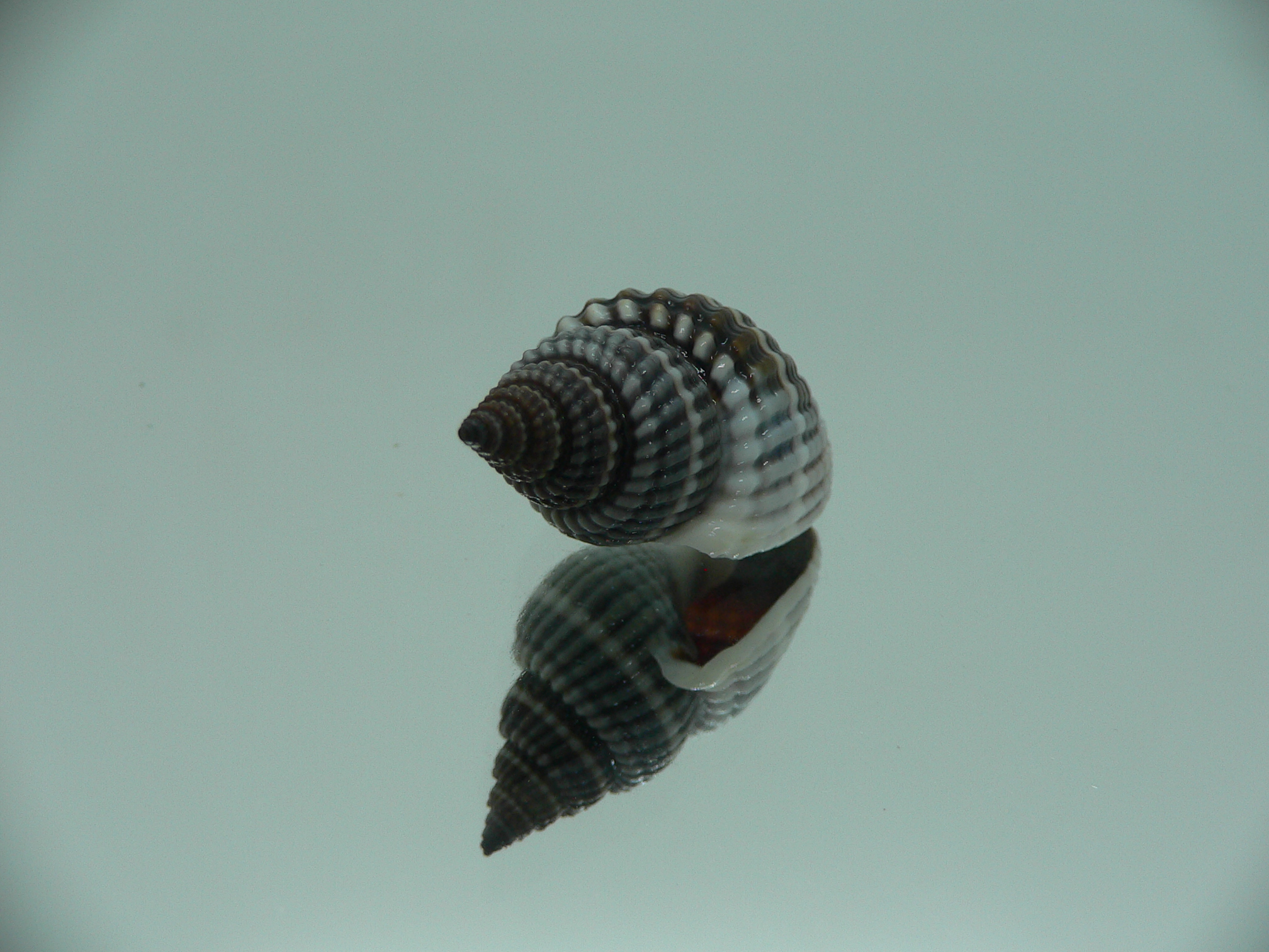 Nassarius livescens DARK & SUPER
