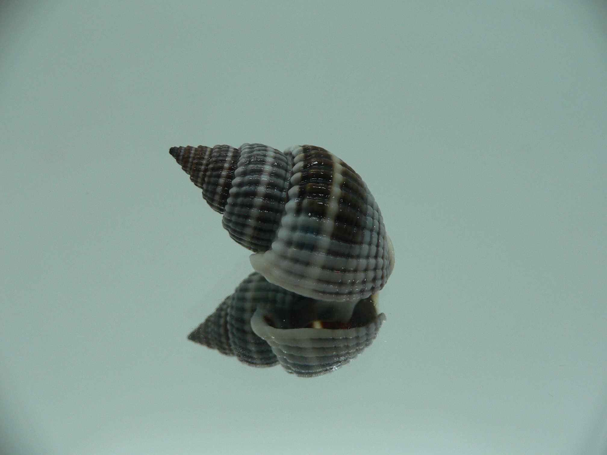 Nassarius livescens DARK & SUPER