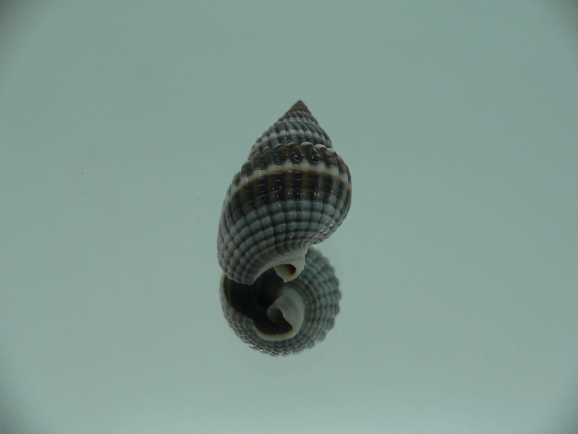 Nassarius livescens DARK & SUPER