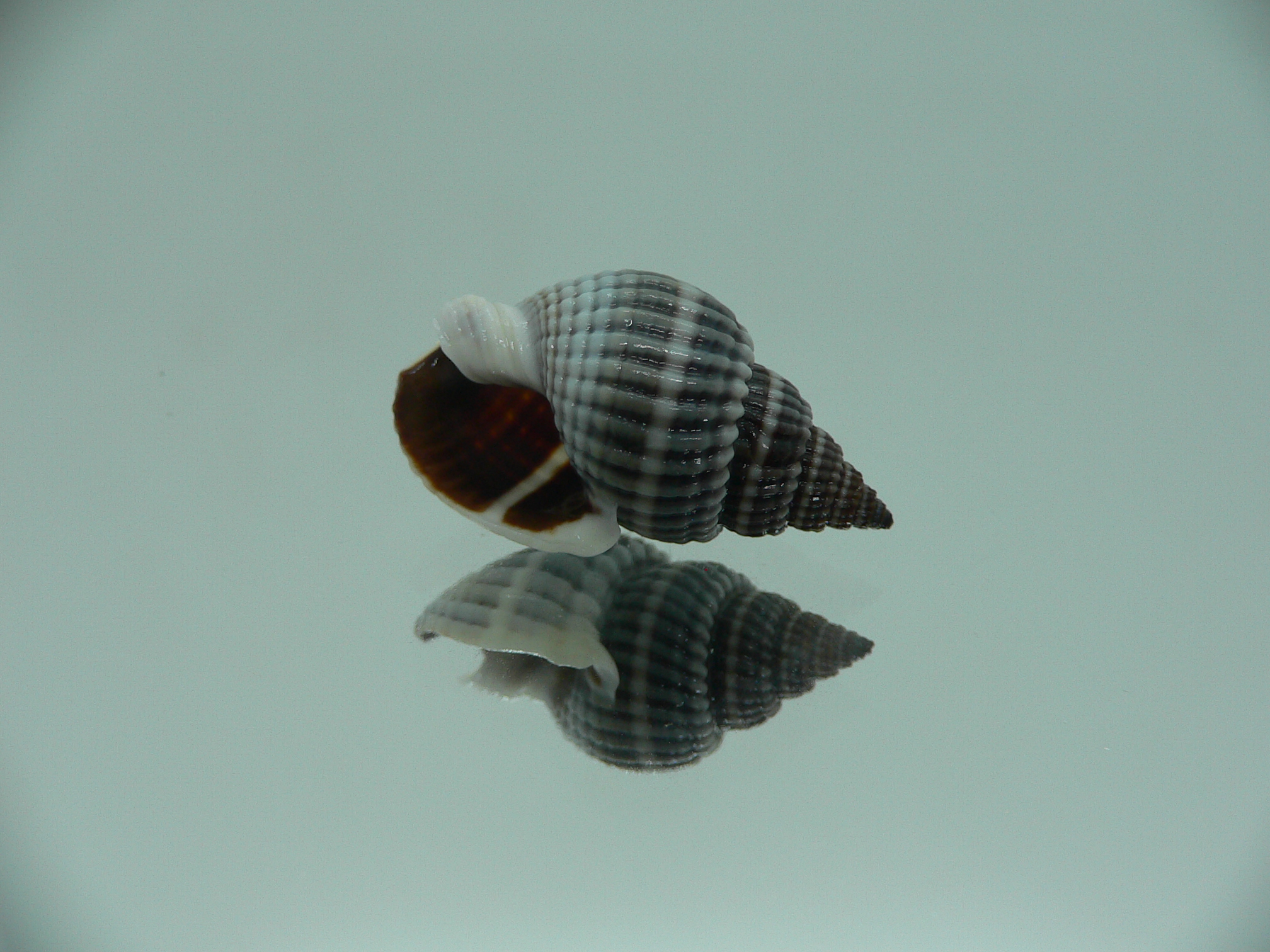 Nassarius livescens DARK & SUPER