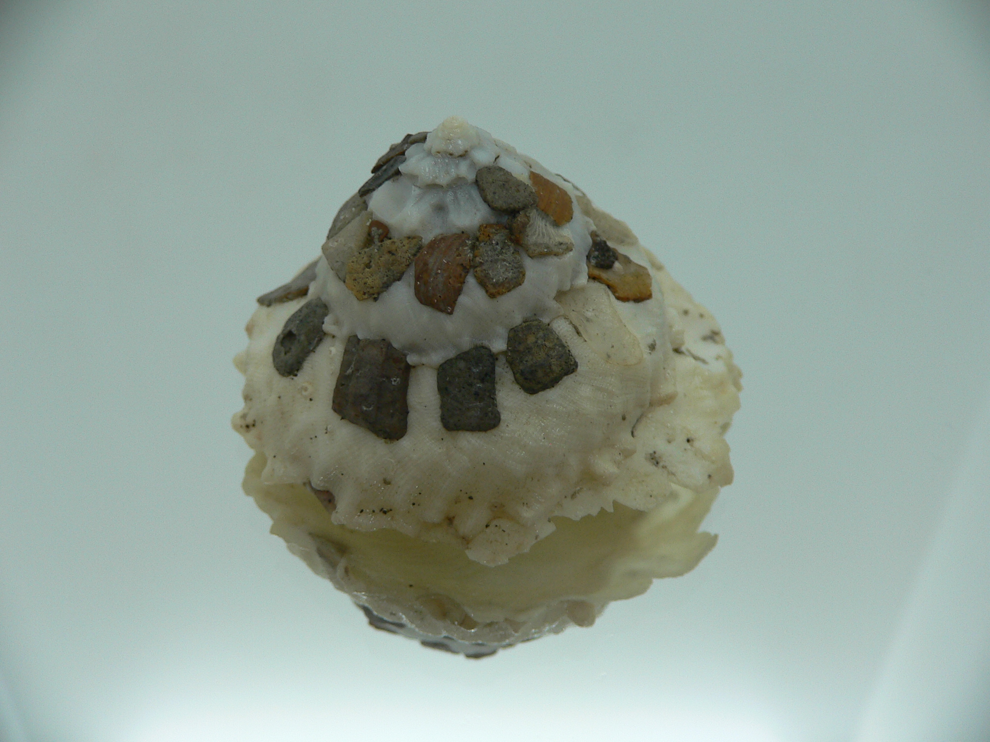 Xenophora tenuis BABY