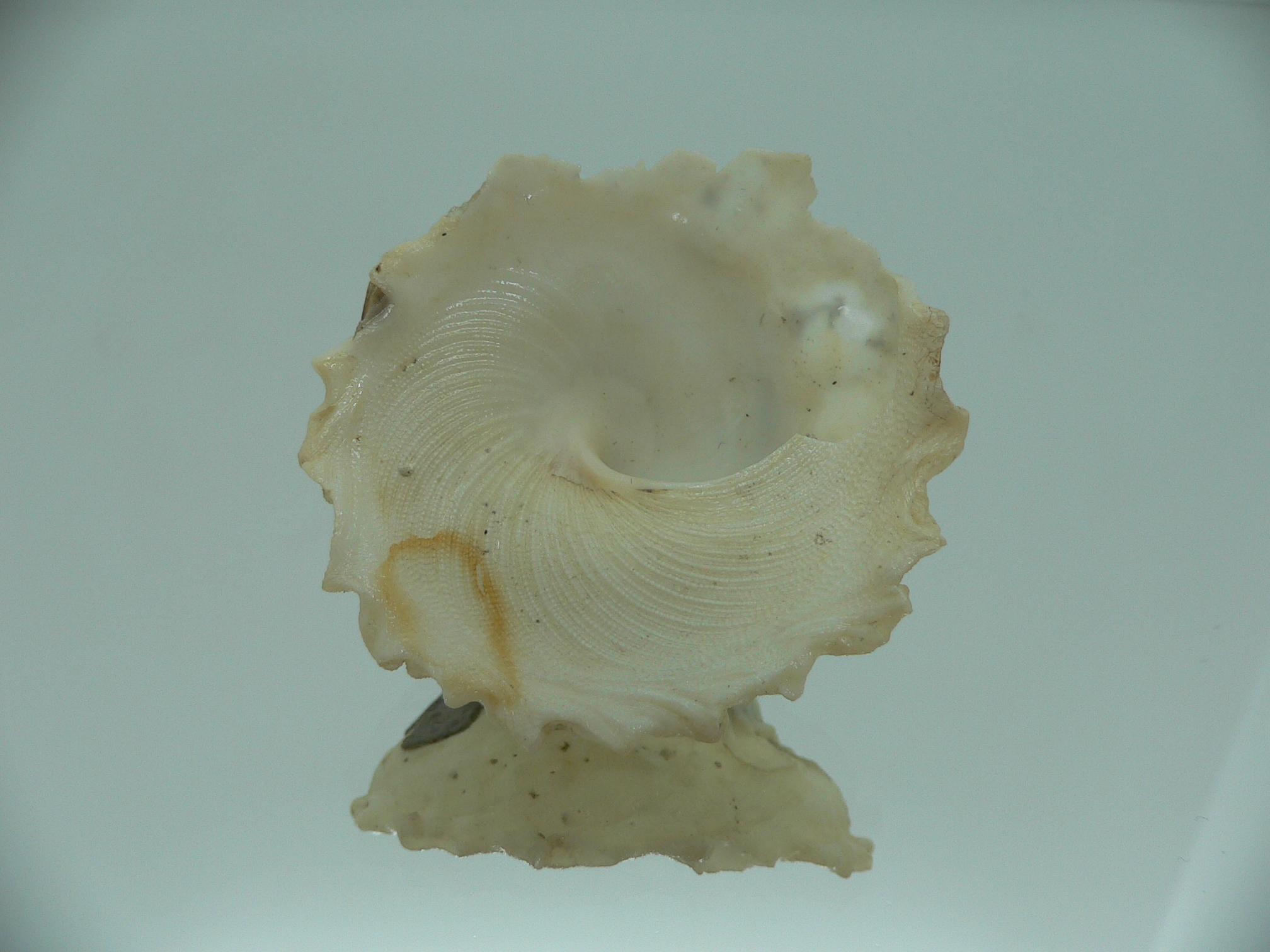 Xenophora tenuis BABY