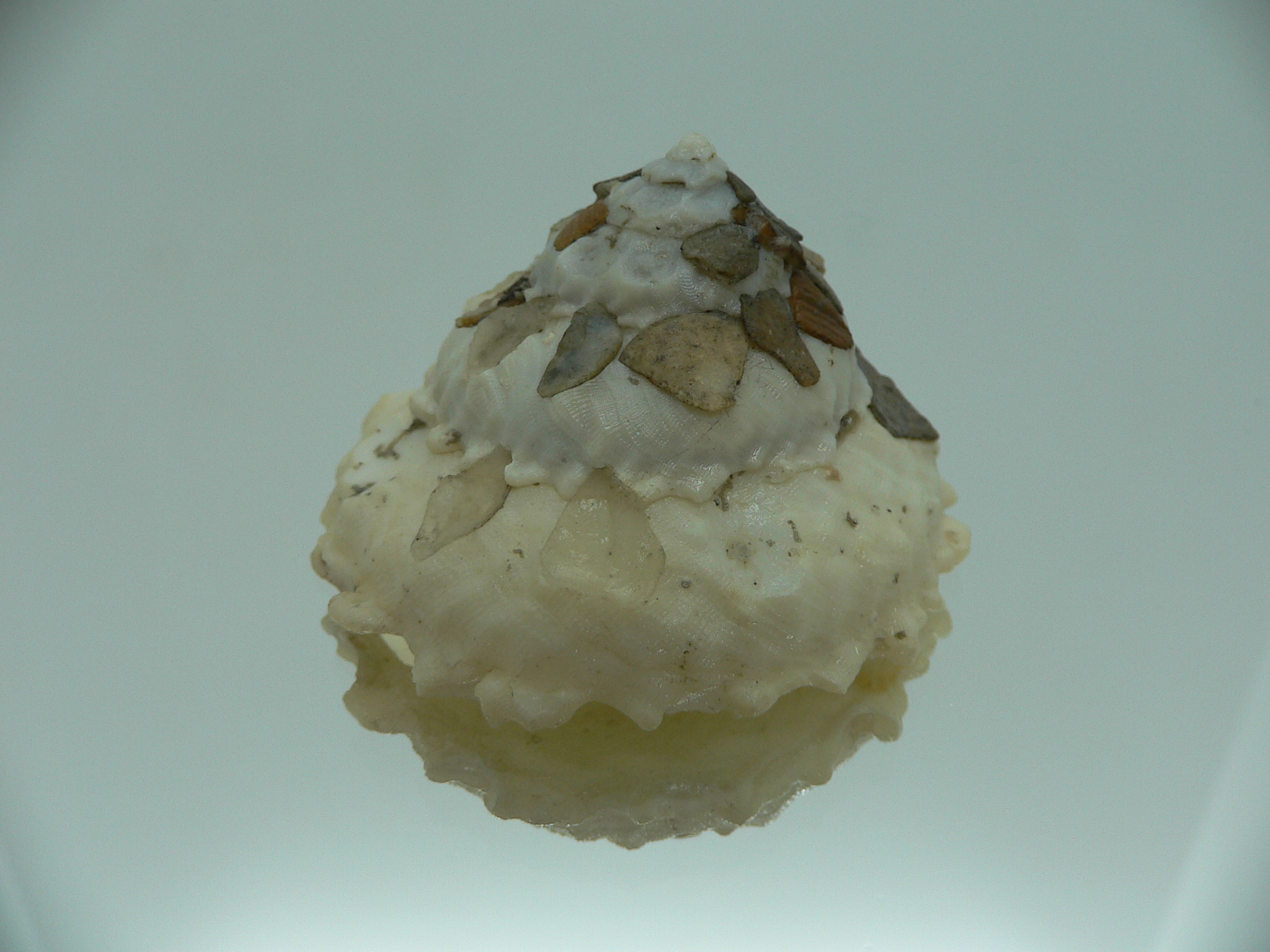 Xenophora tenuis BABY