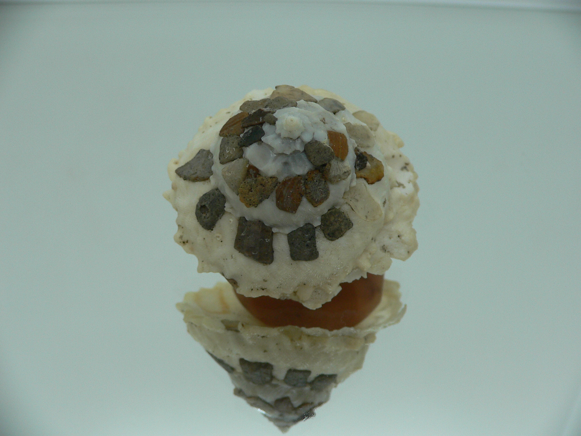 Xenophora tenuis BABY