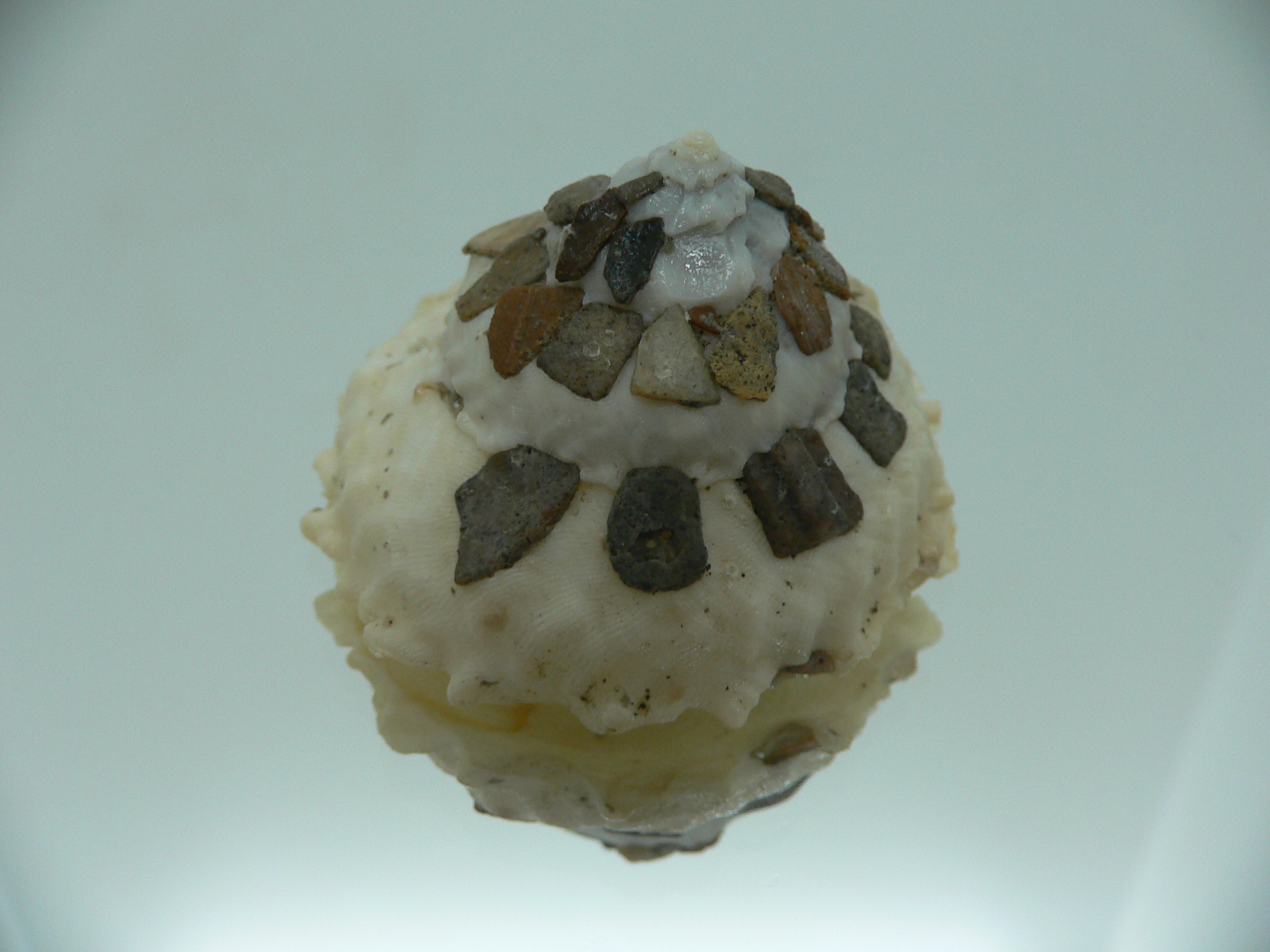Xenophora tenuis BABY