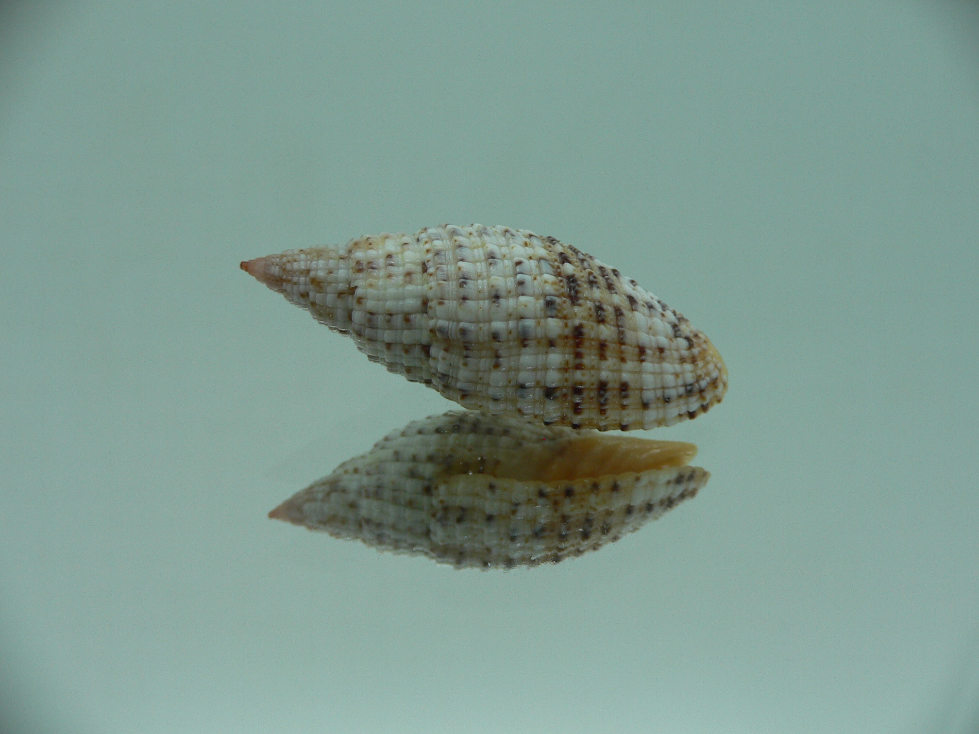 Mitra (Neocancilla) Papilio papilio