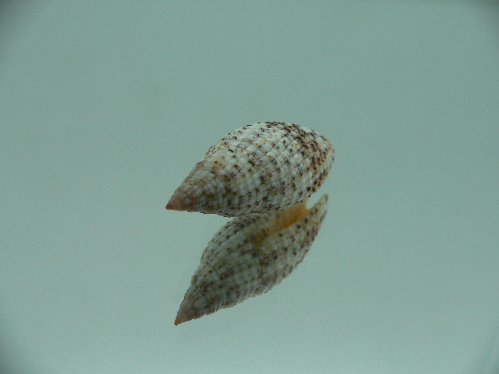 Mitra (Neocancilla) Papilio papilio