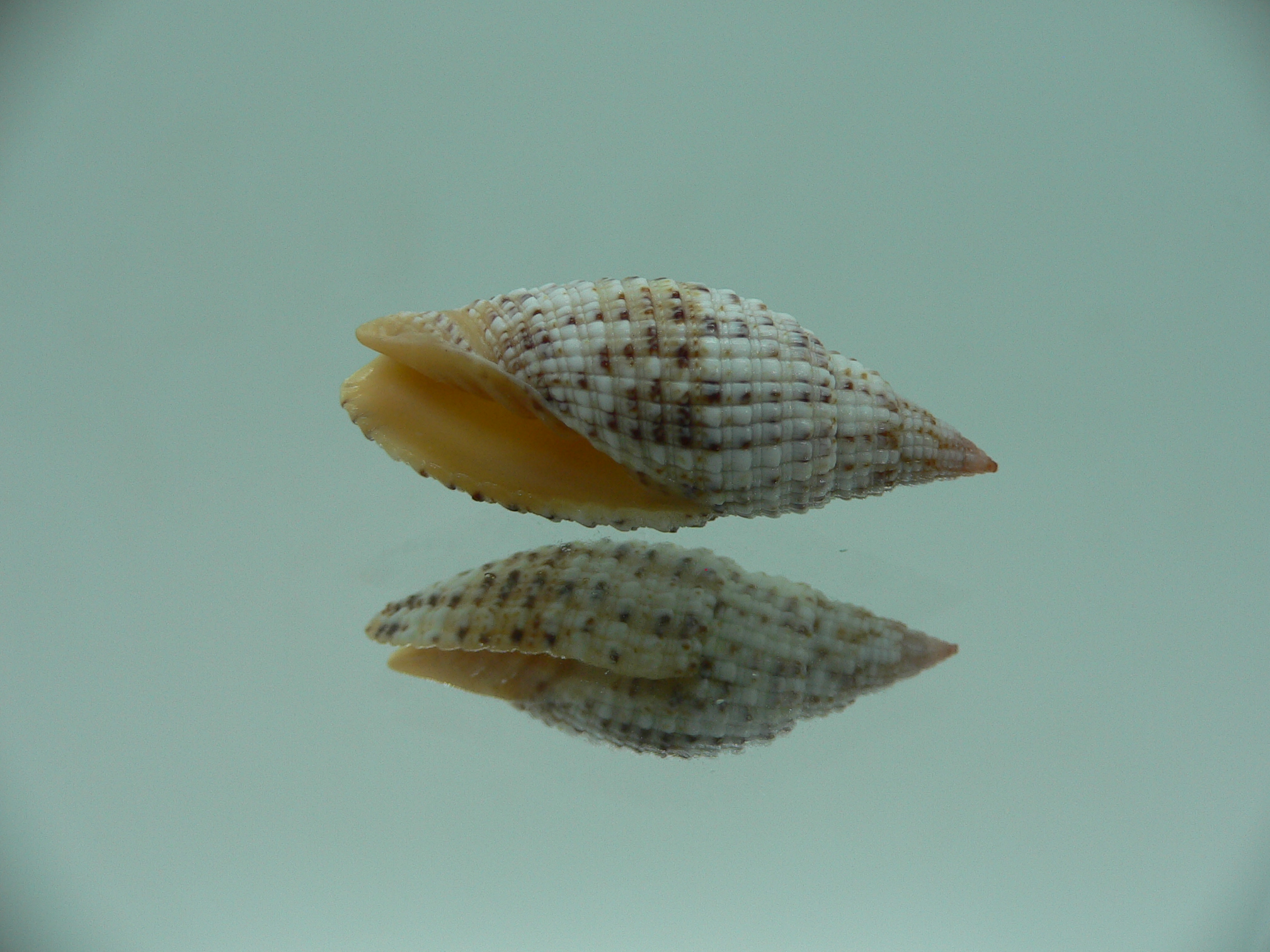 Mitra (Neocancilla) Papilio papilio