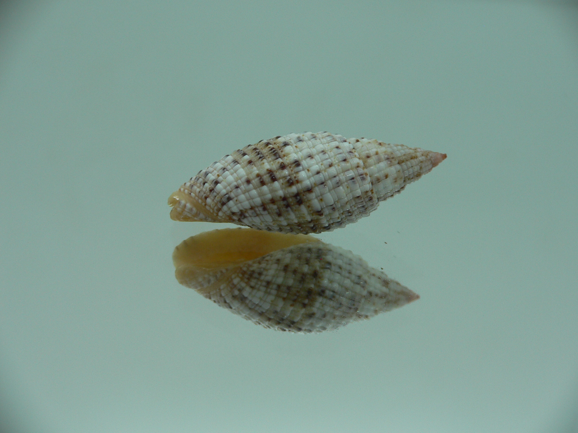 Mitra (Neocancilla) Papilio papilio