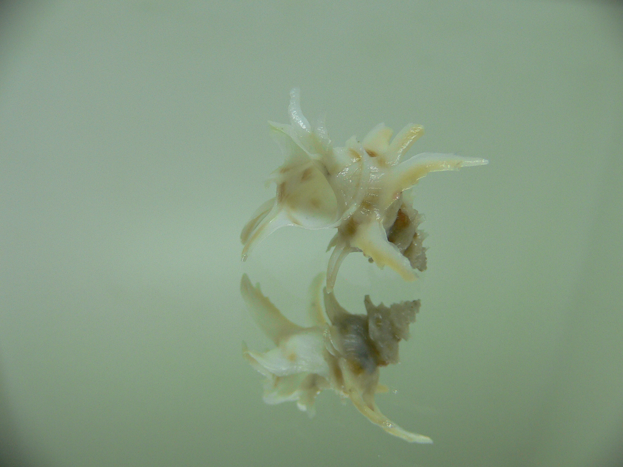 Babelomurex spinosus LONG BRANCHES