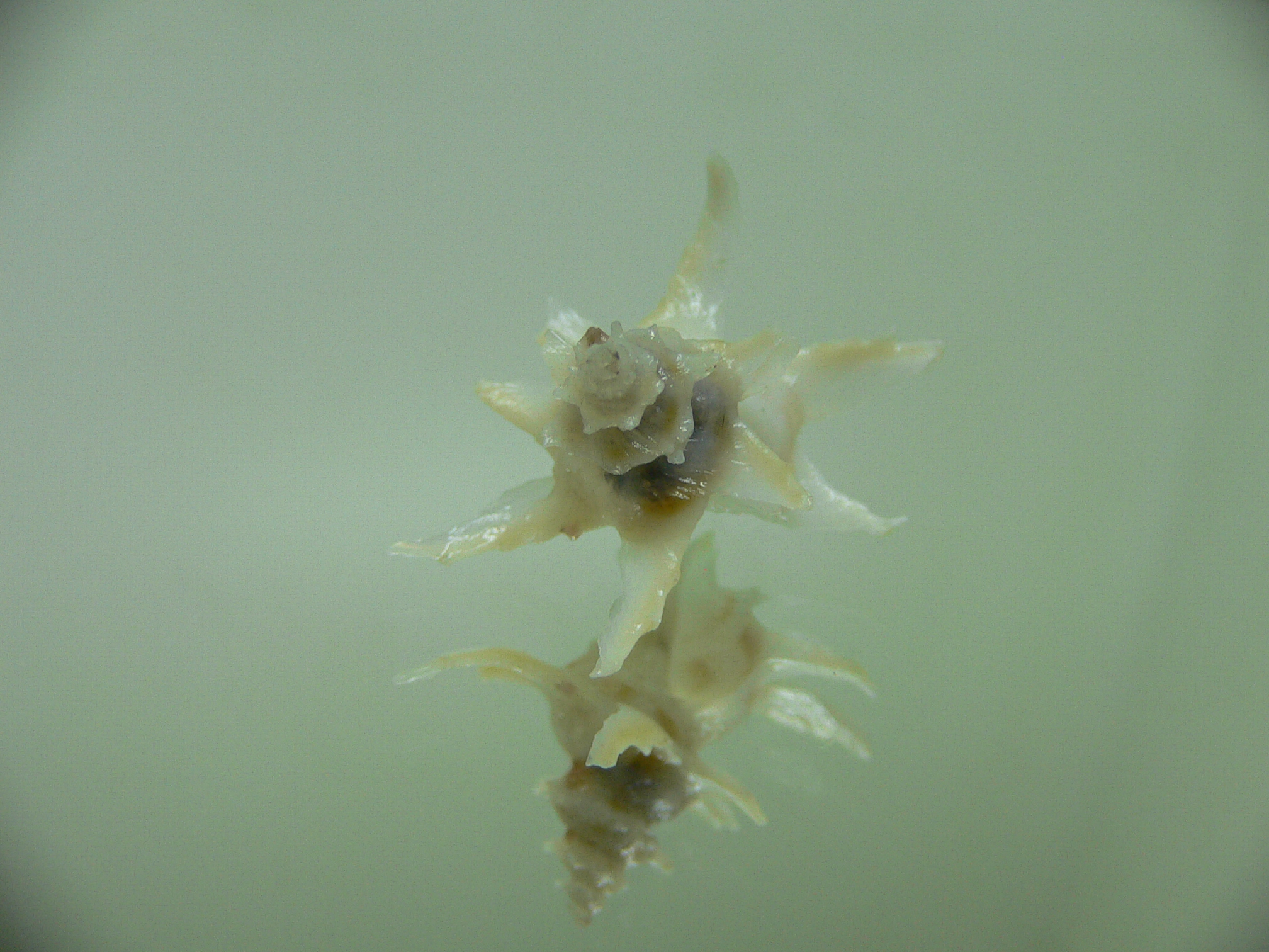 Babelomurex spinosus LONG BRANCHES