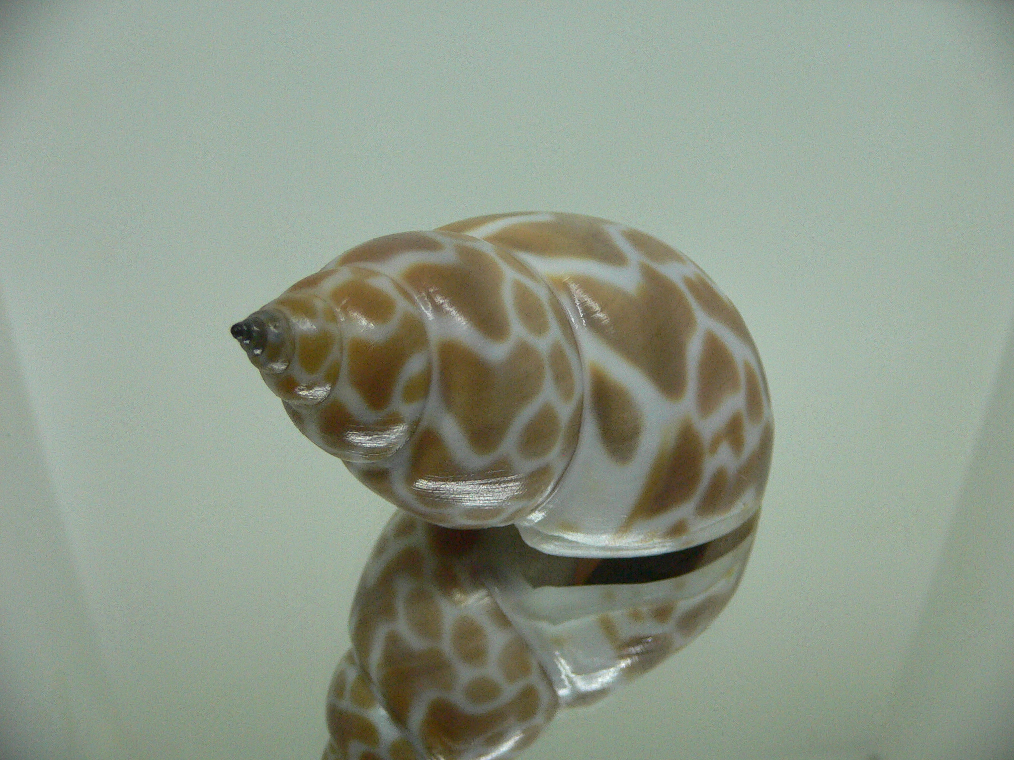 Babylonia zeylanica COLOR