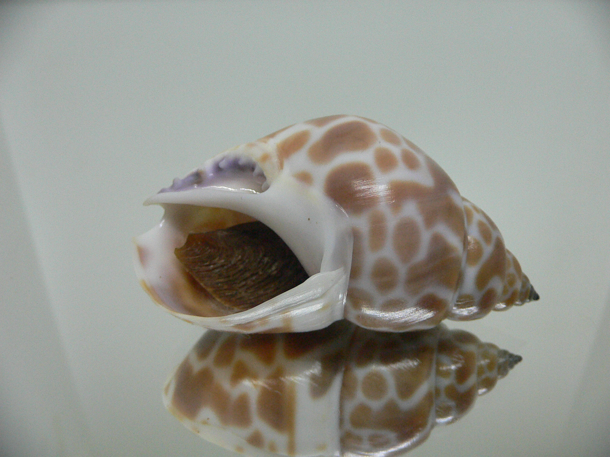 Babylonia zeylanica COLOR