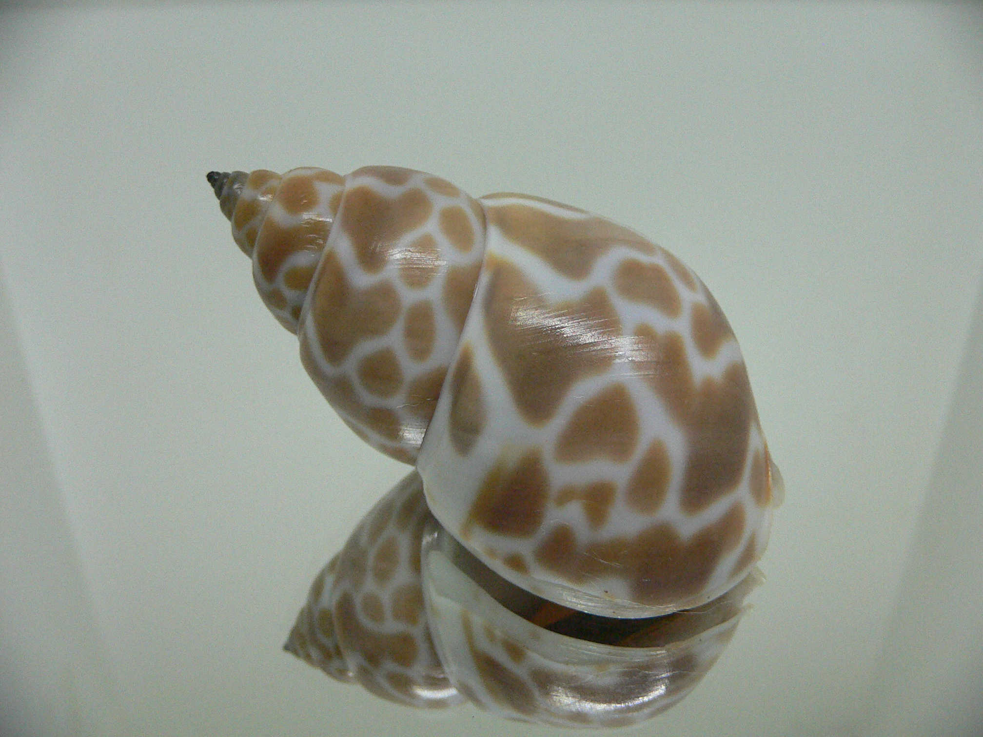 Babylonia zeylanica COLOR