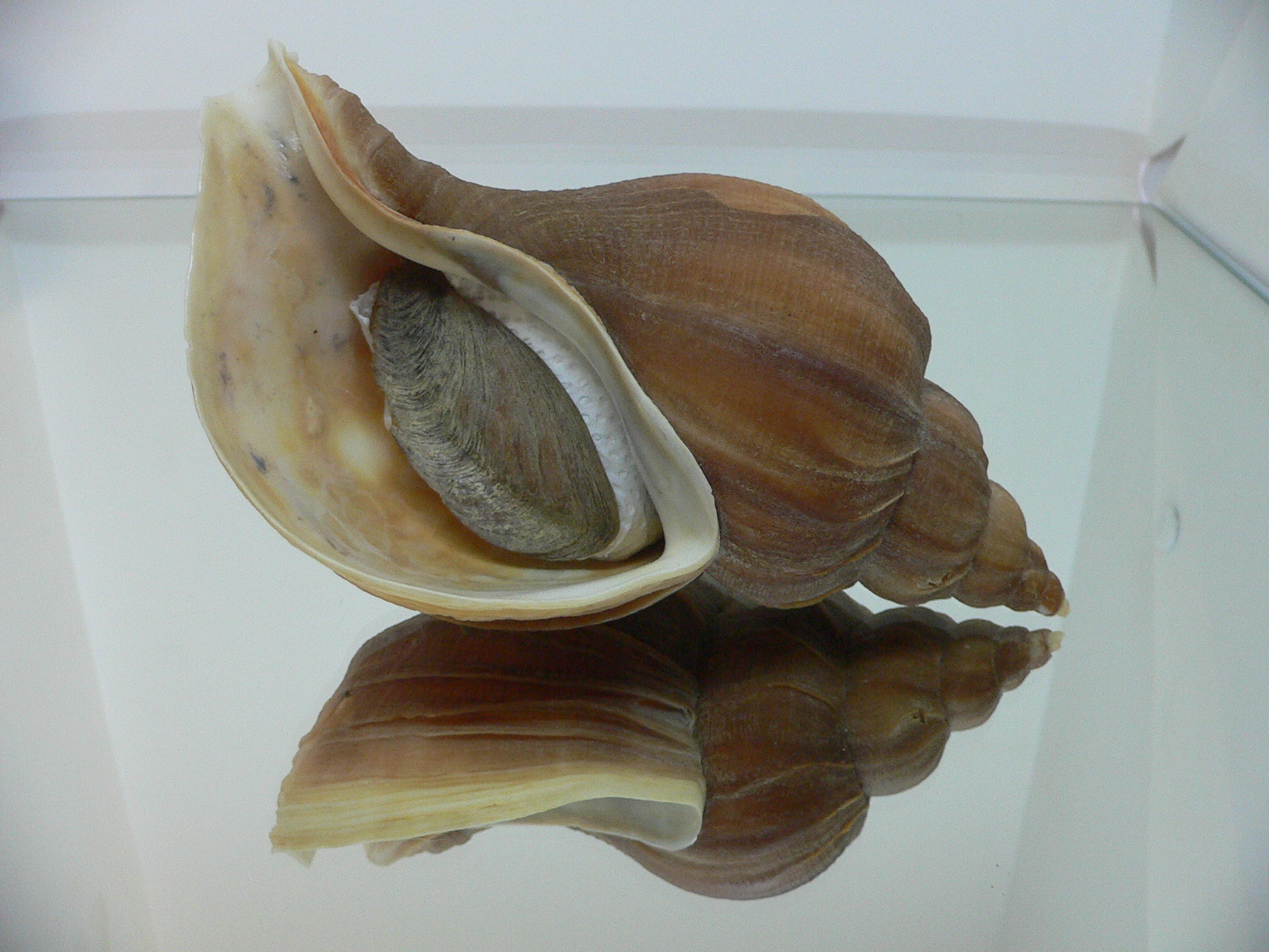 Neptunea eulimata BIG & ELONGATE