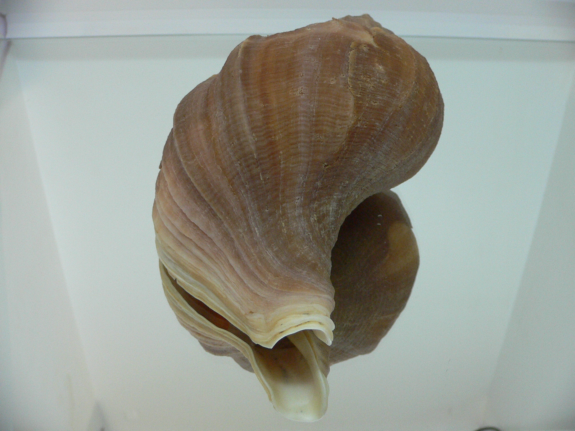 Neptunea eulimata BIG & ELONGATE