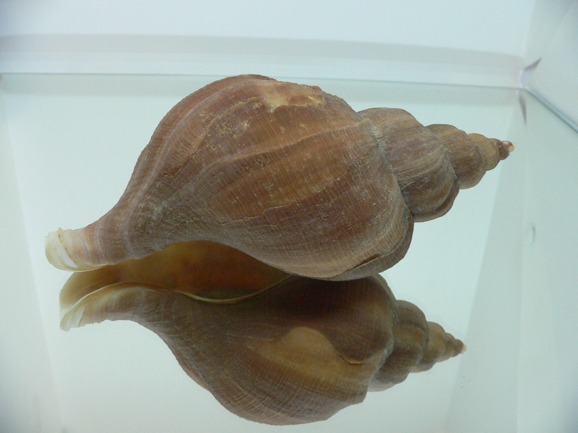 Neptunea eulimata BIG & ELONGATE