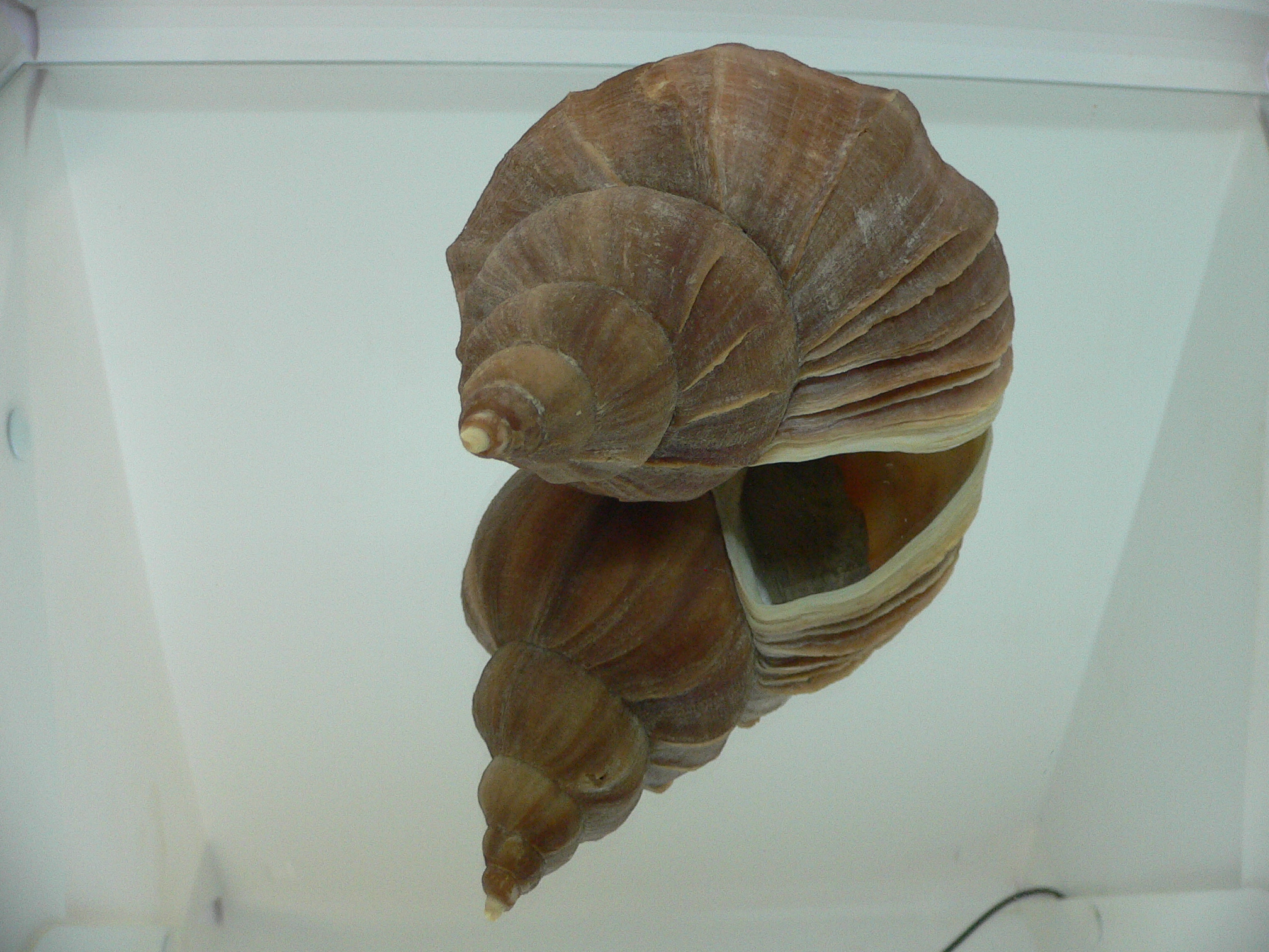 Neptunea eulimata BIG & ELONGATE