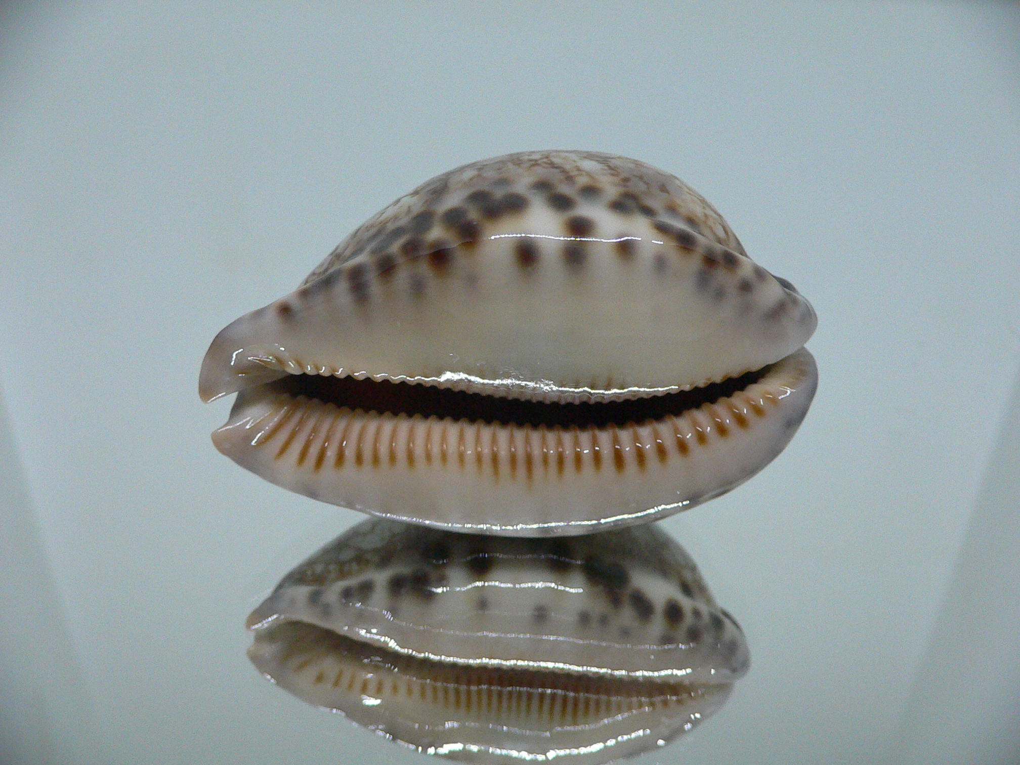 Cypraea histrio ARISTOCRAT