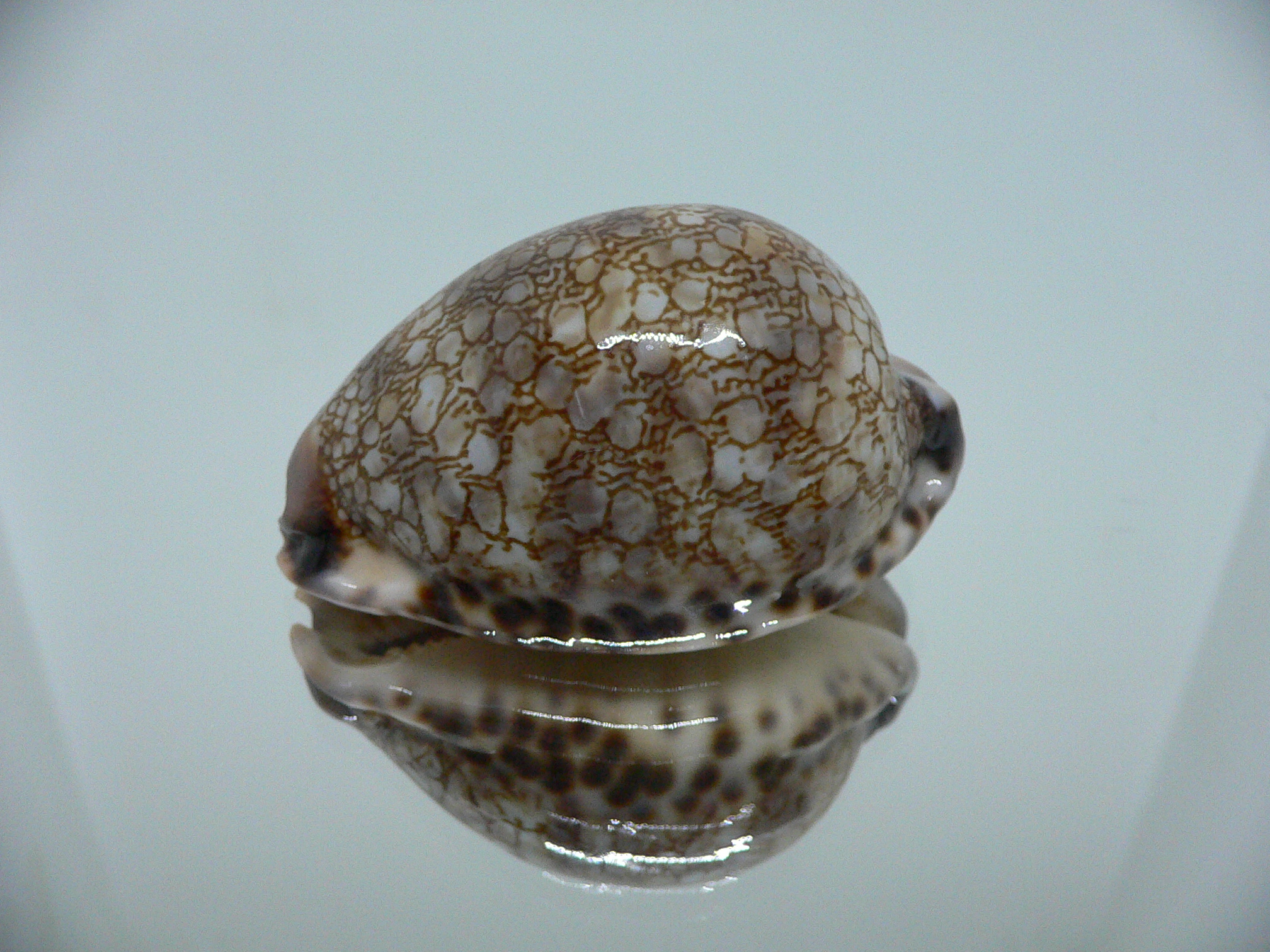 Cypraea histrio ARISTOCRAT