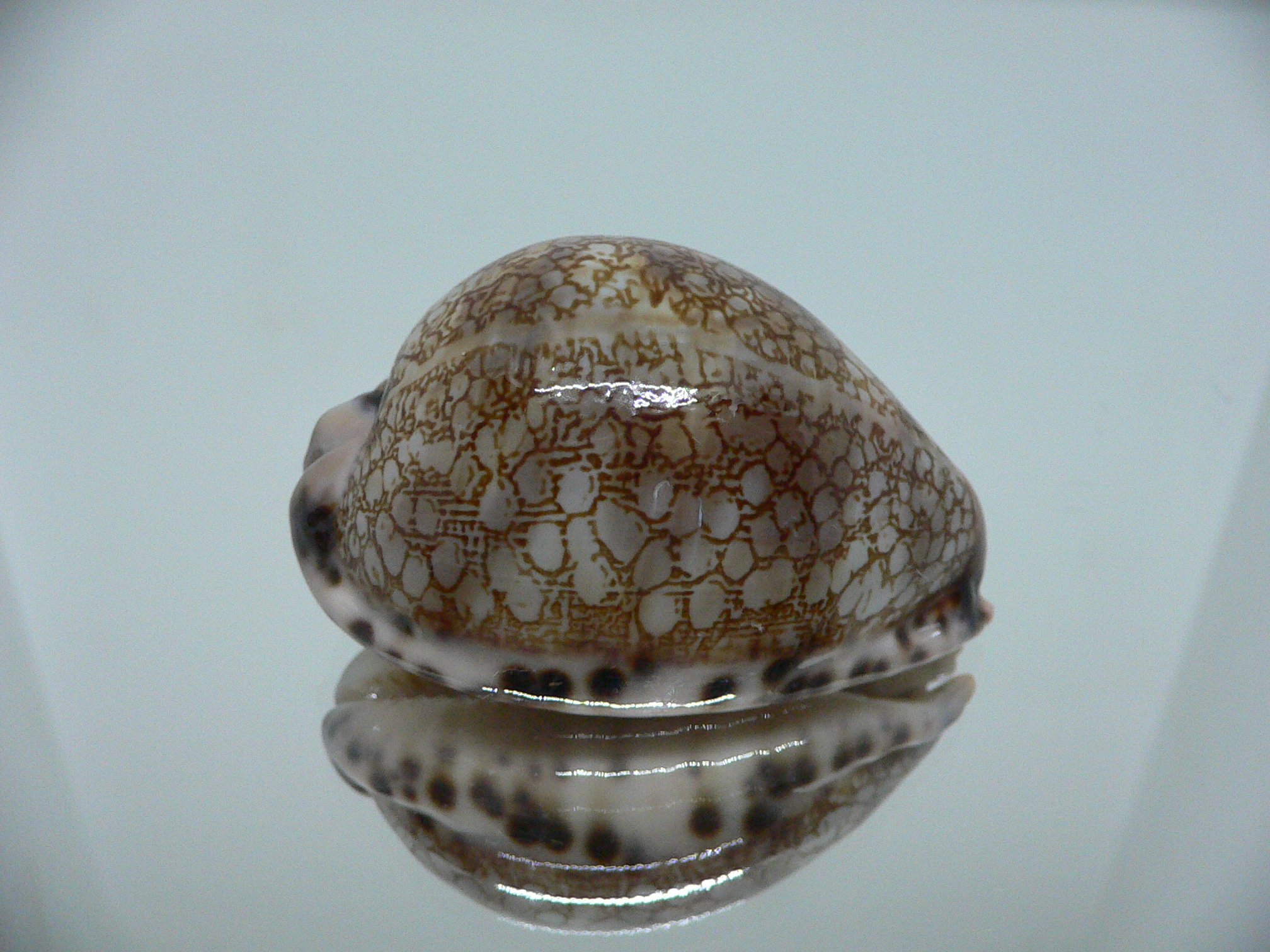 Cypraea histrio ARISTOCRAT