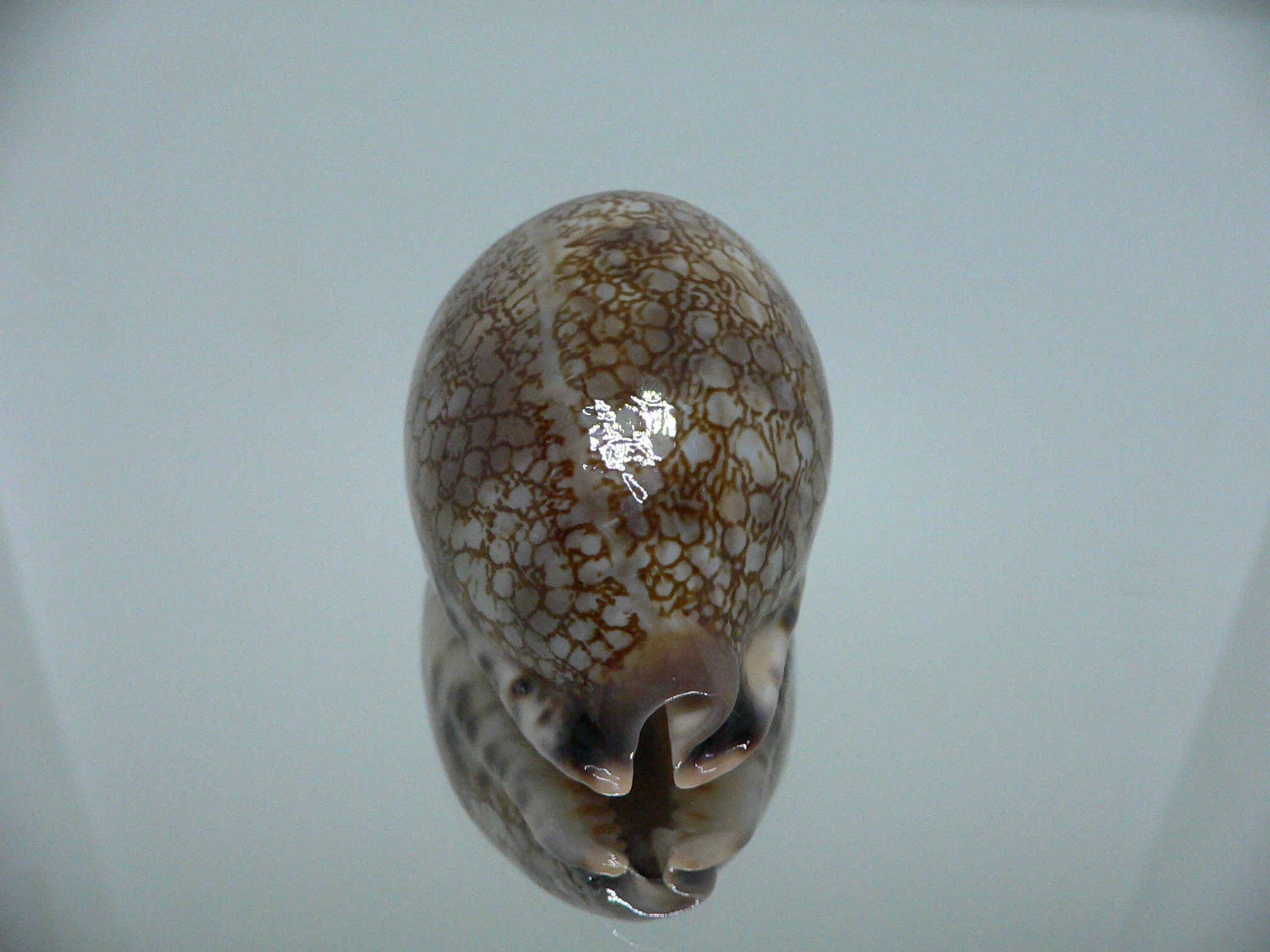 Cypraea histrio ARISTOCRAT