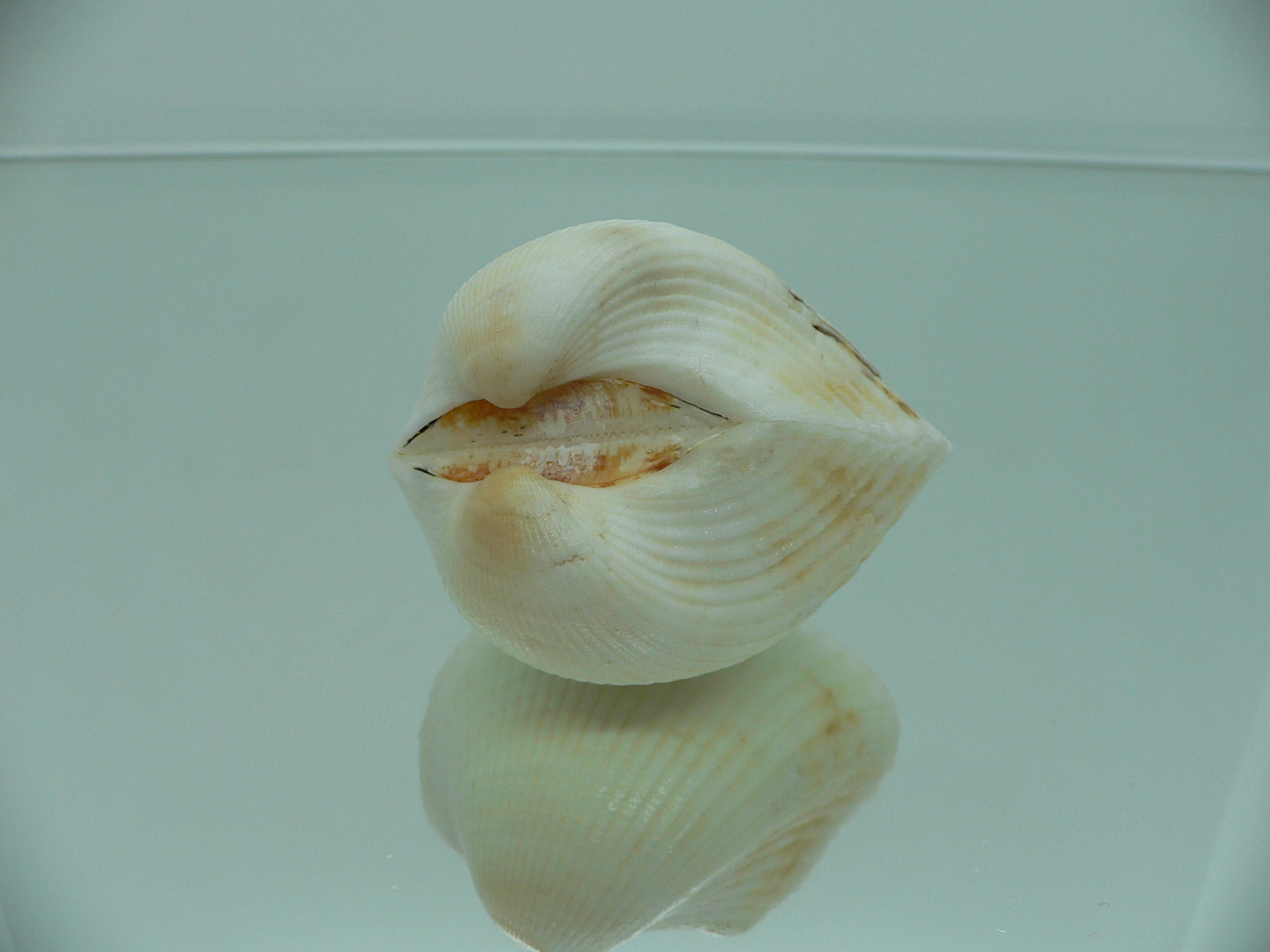 Anadara globosa ursus