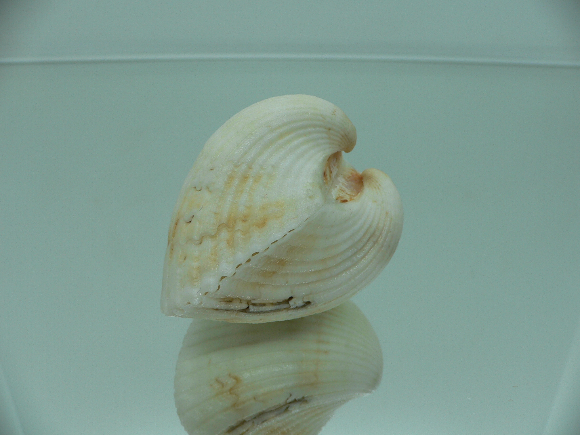 Anadara globosa ursus