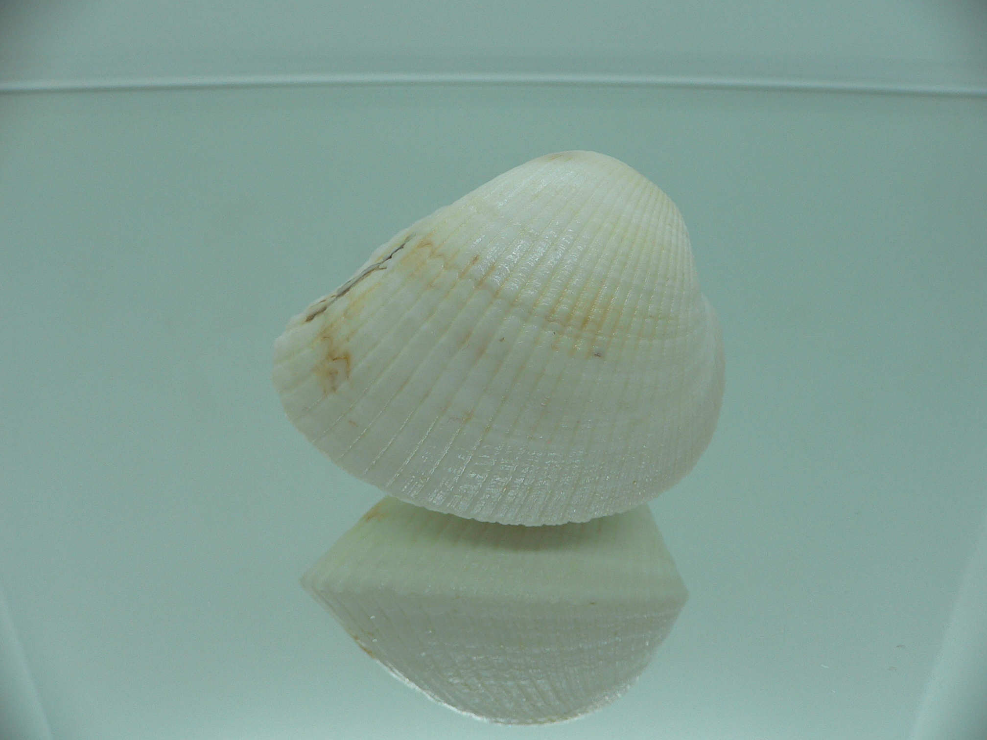 Anadara globosa ursus