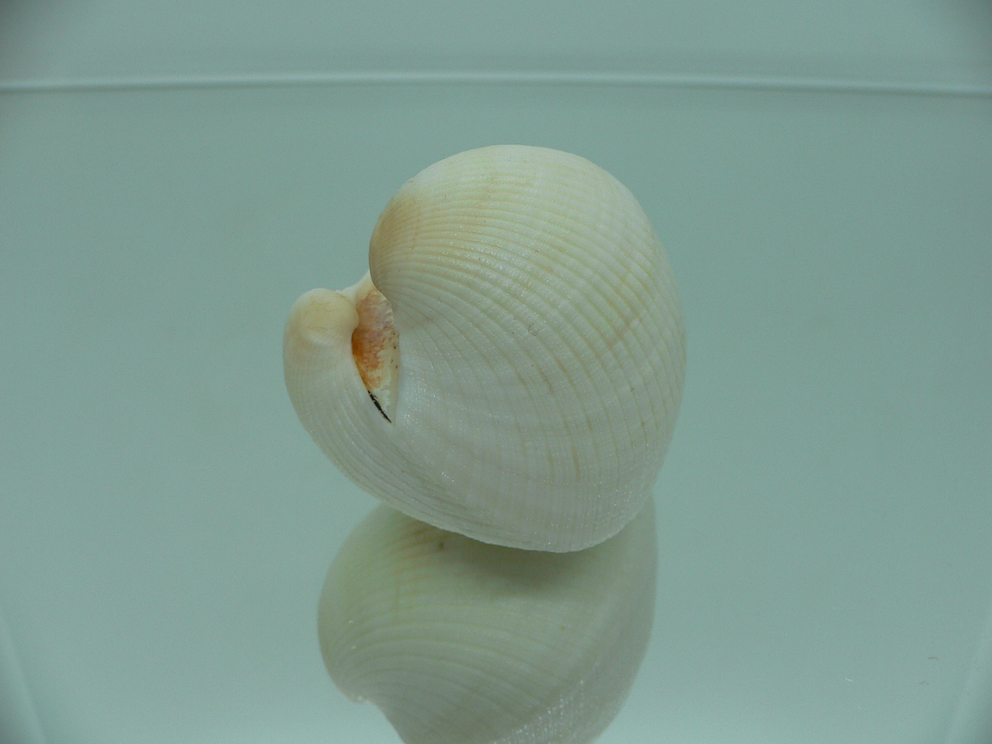 Anadara globosa ursus