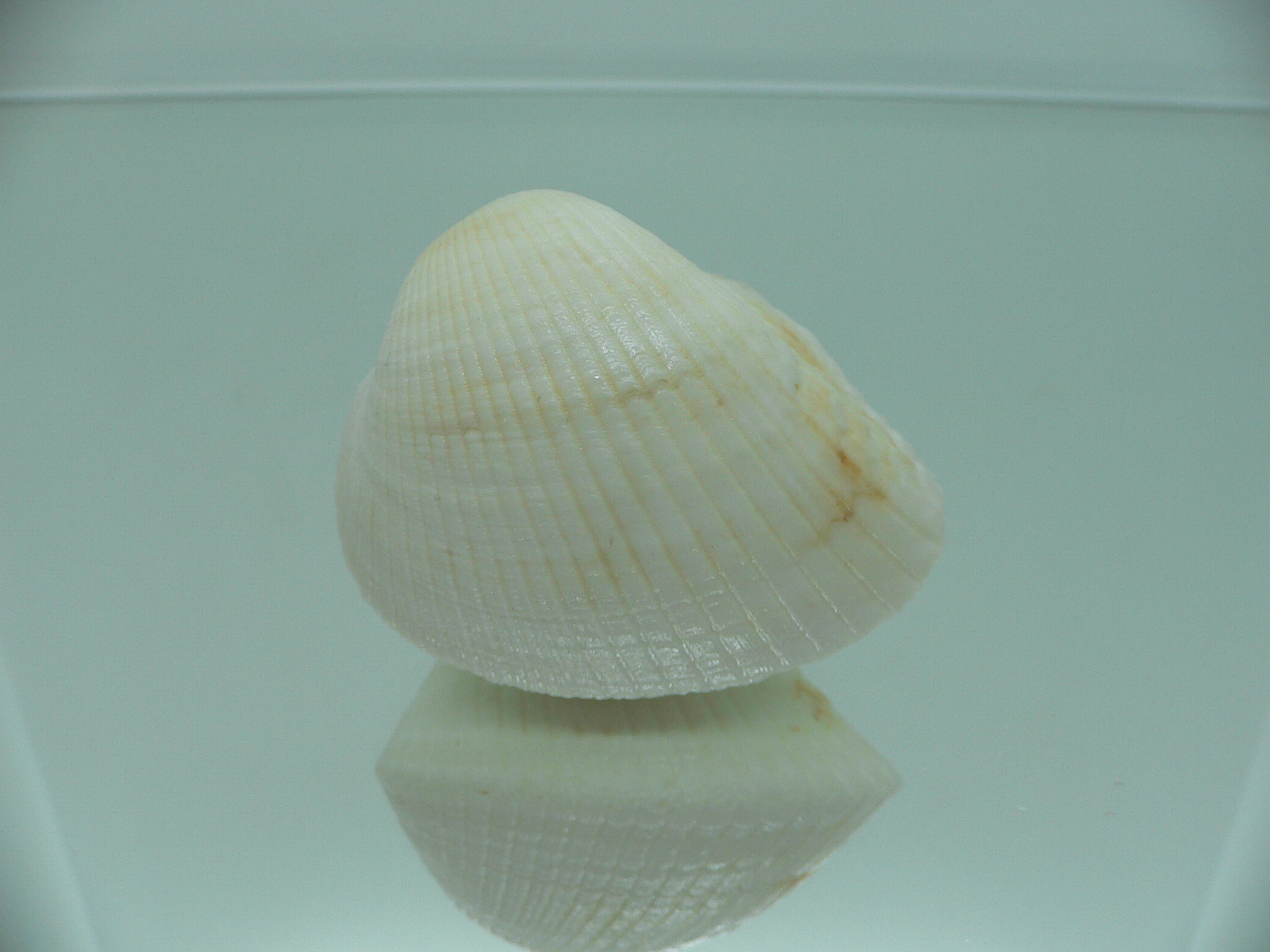 Anadara globosa ursus