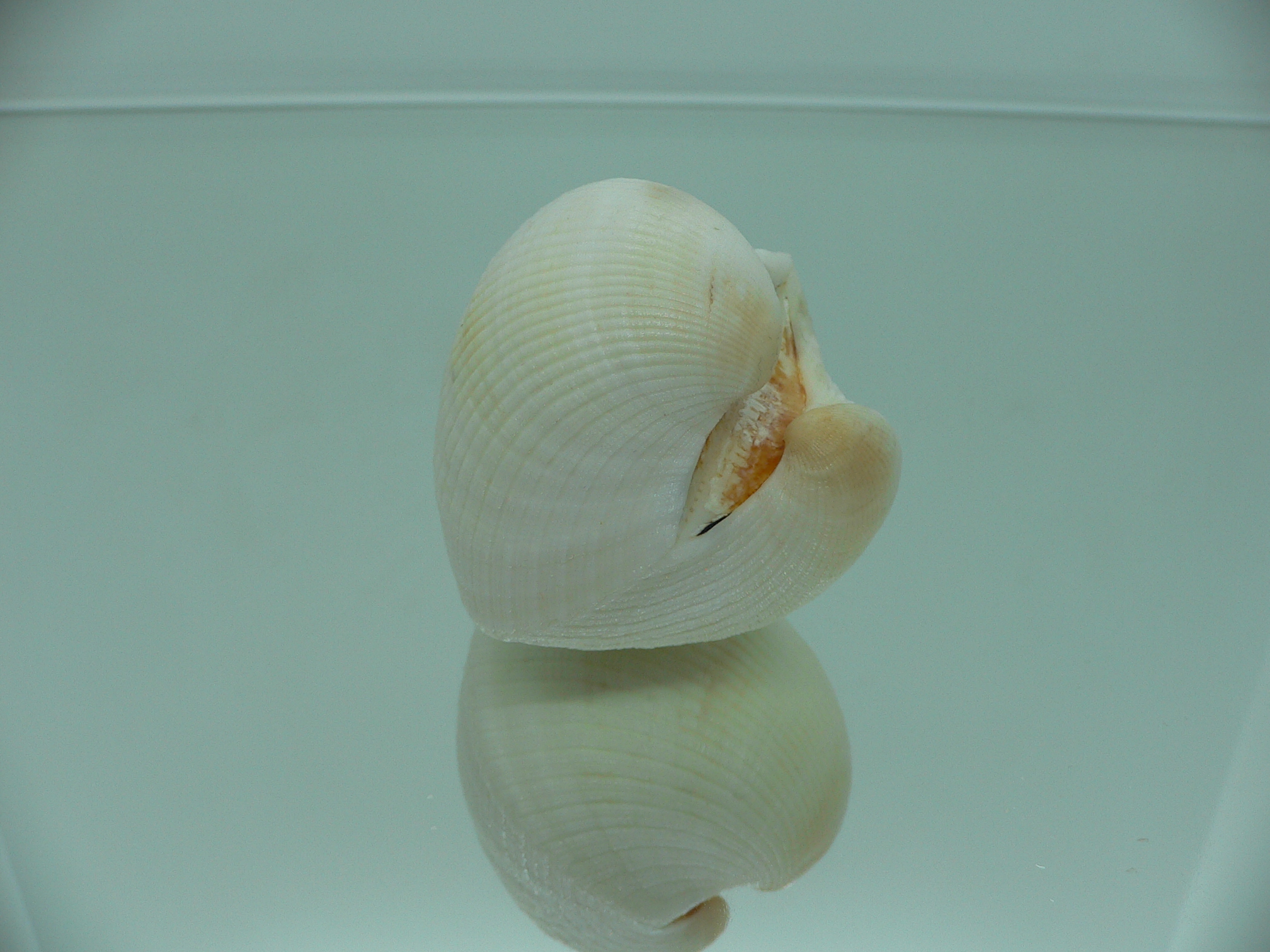 Anadara globosa ursus