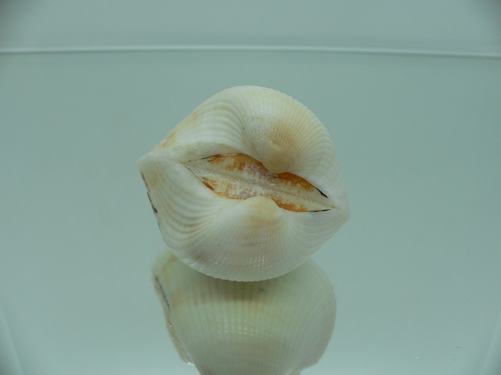 Anadara globosa ursus