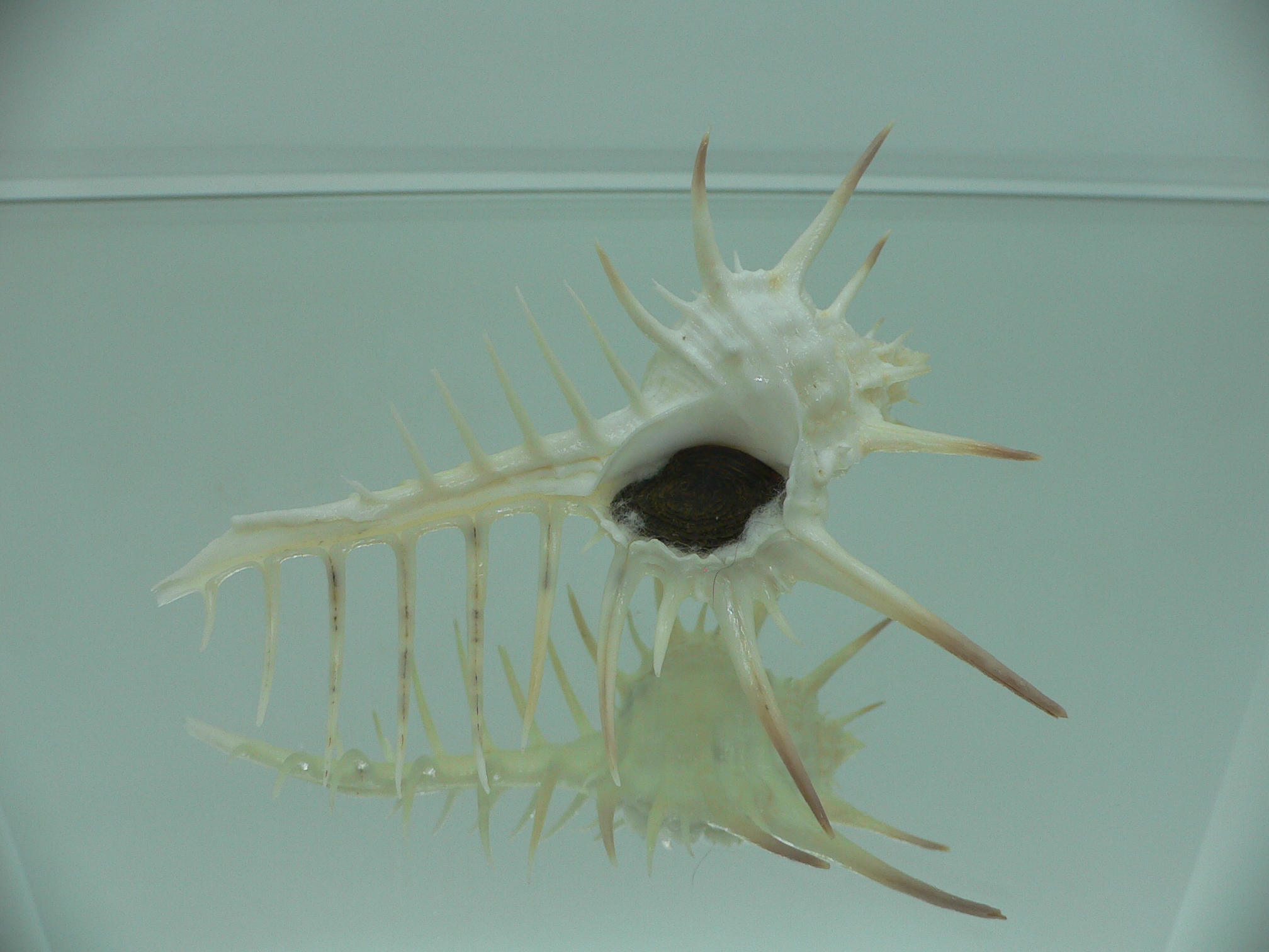 Murex ternispina WIDE
