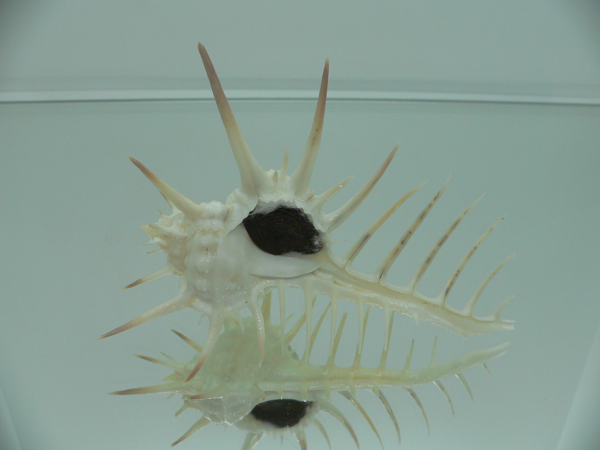 Murex ternispina WIDE