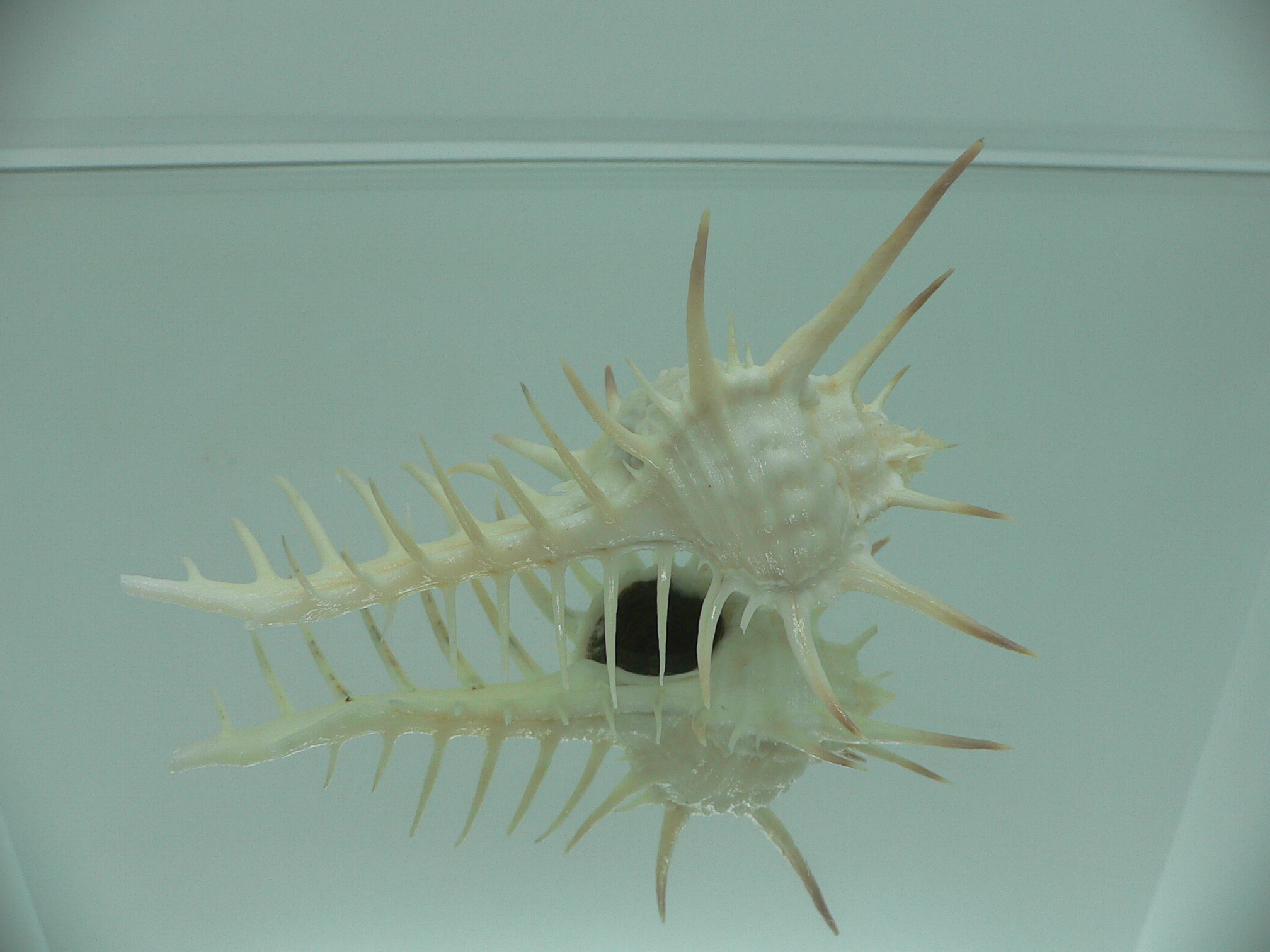 Murex ternispina WIDE