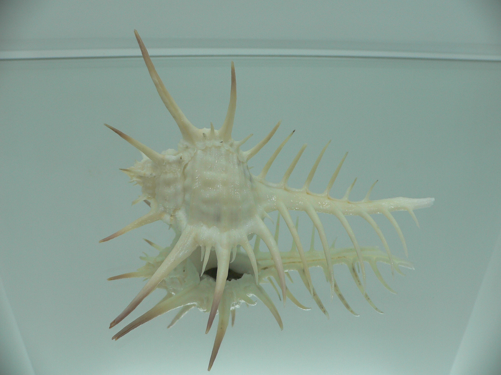 Murex ternispina WIDE