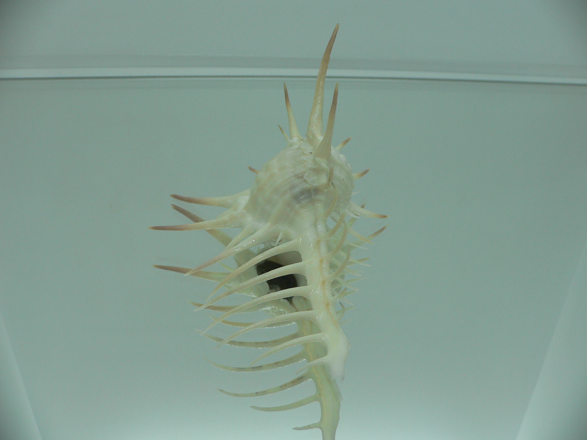 Murex ternispina WIDE