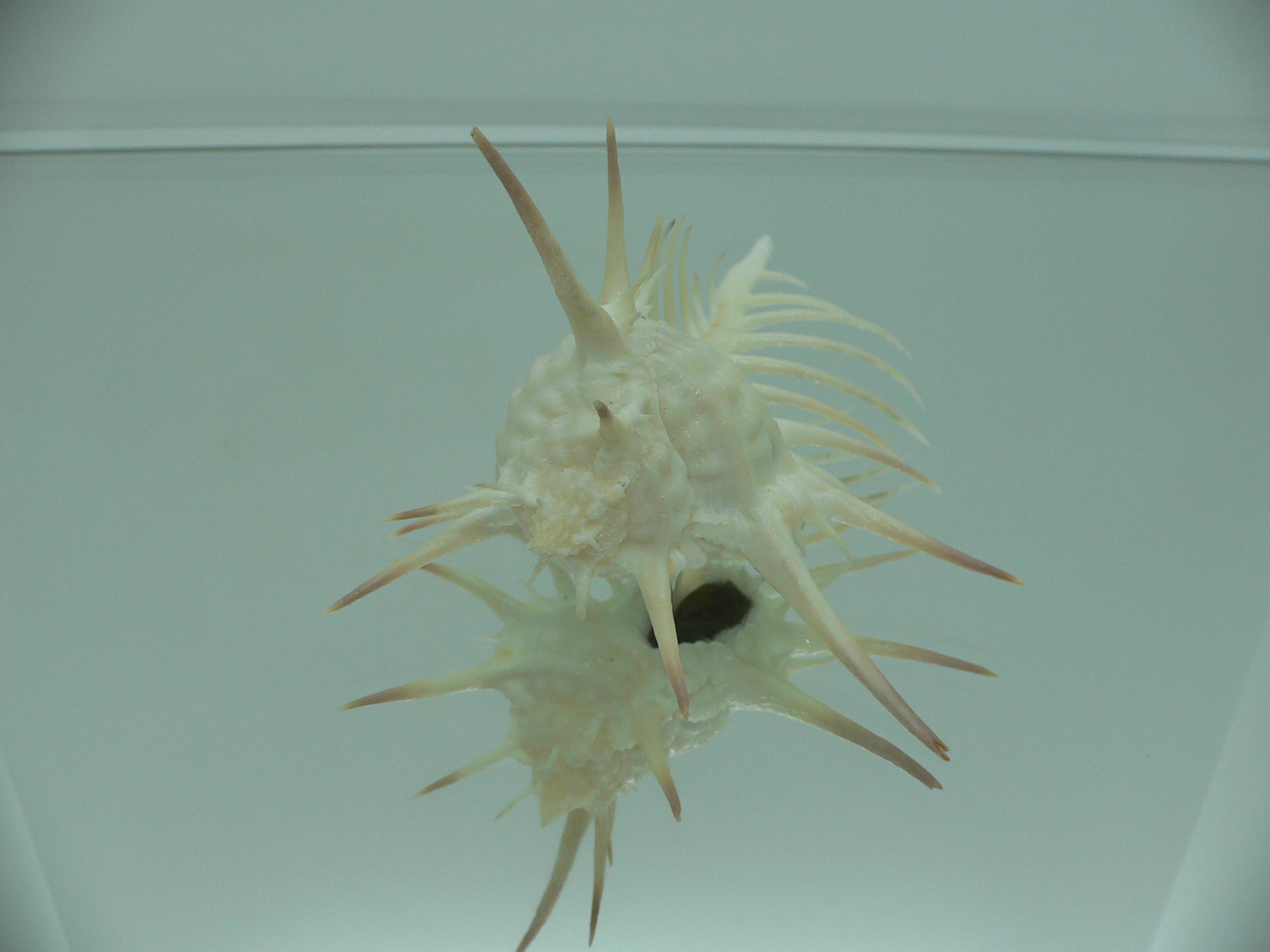 Murex ternispina WIDE