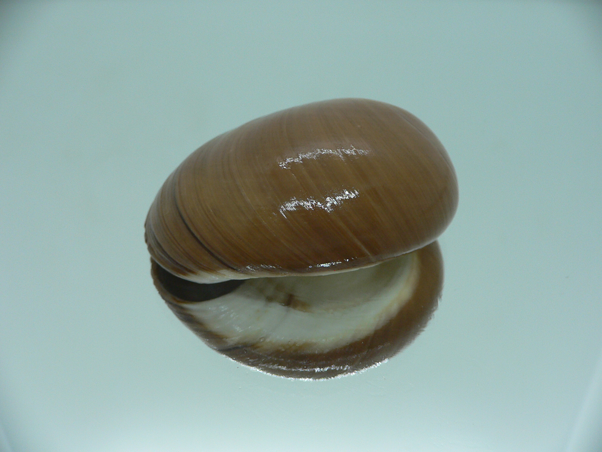 Polinices albumen BIG & DARK