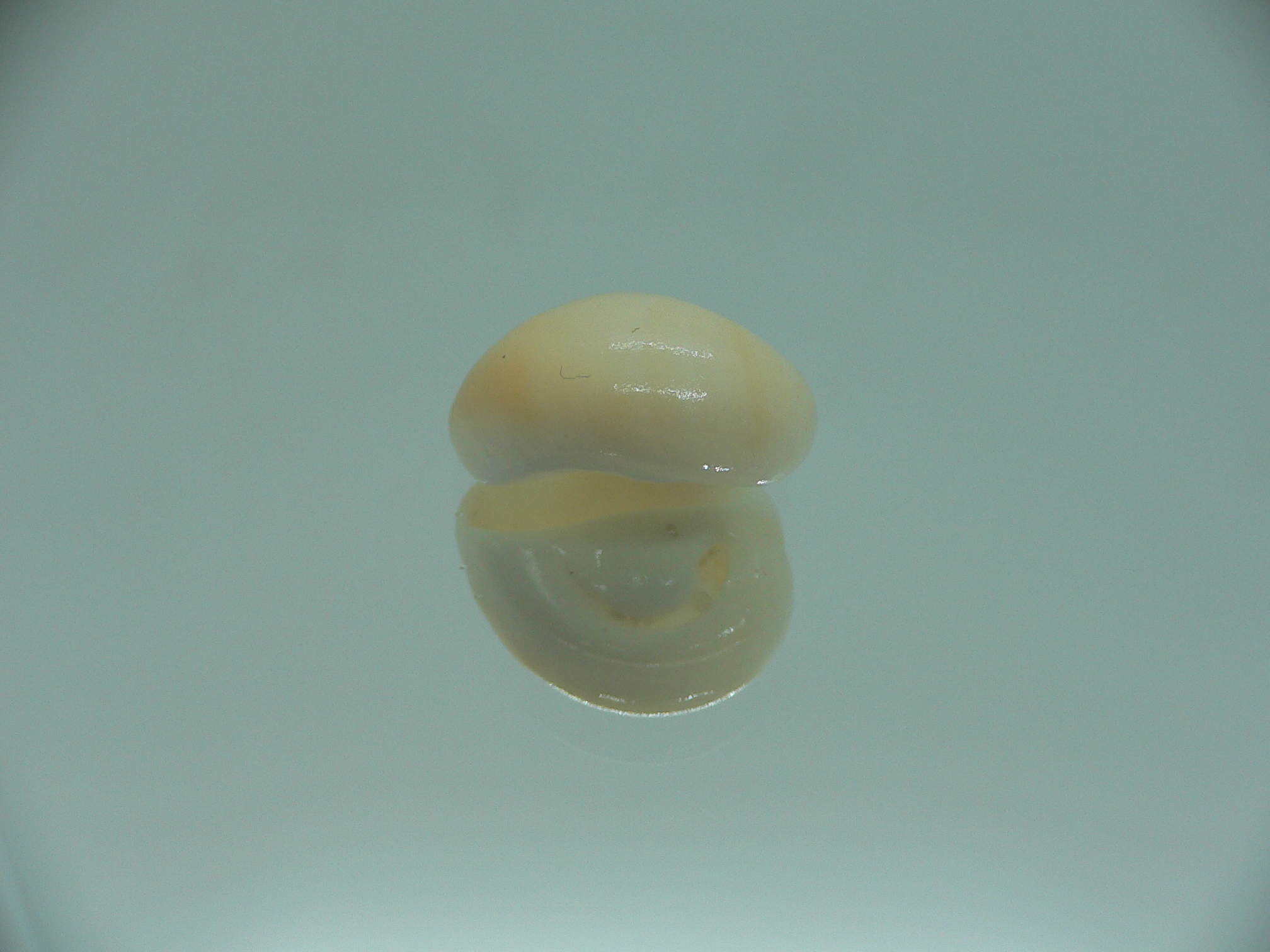 Polinices albumen YELLOW